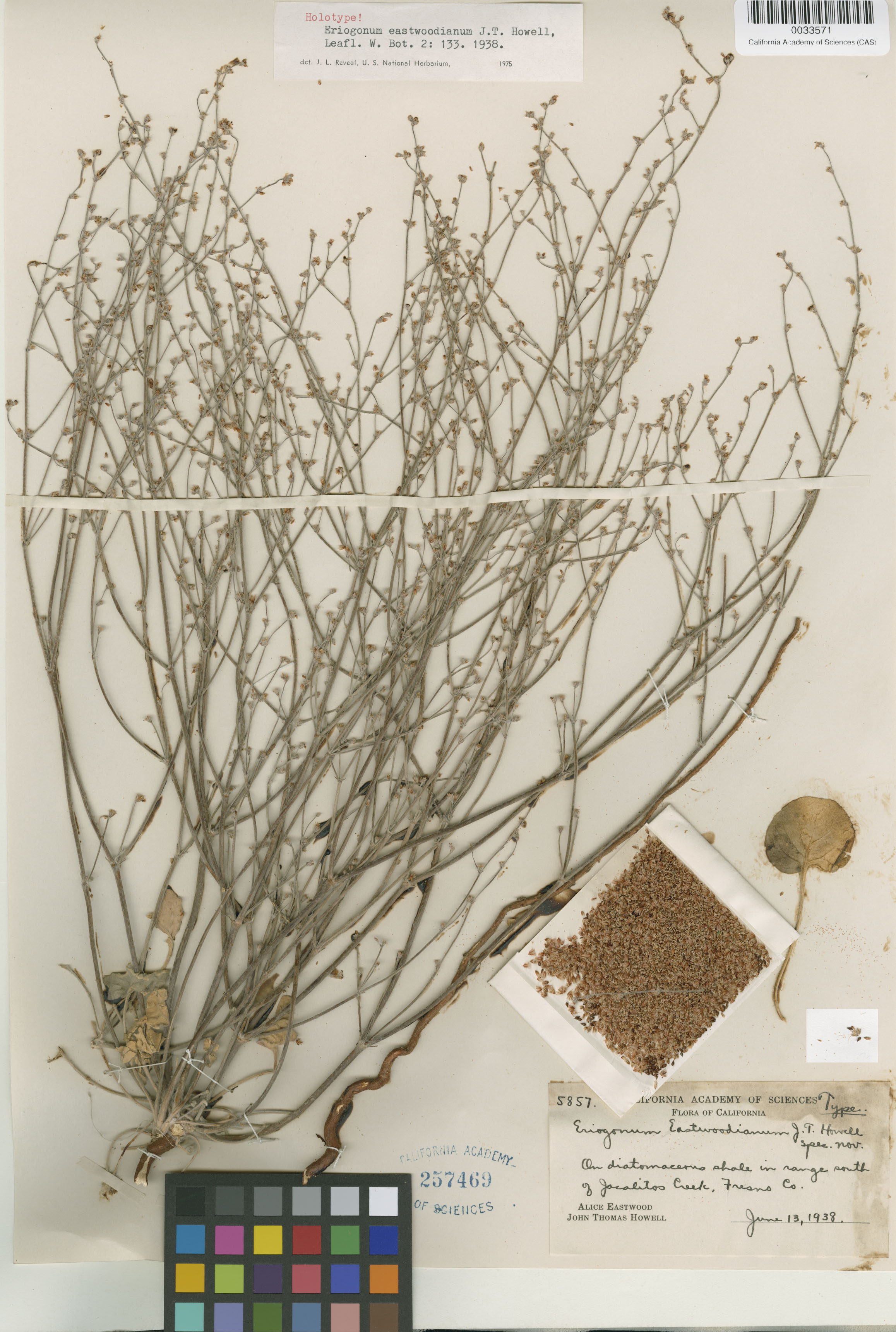 Eriogonum eastwoodianum image