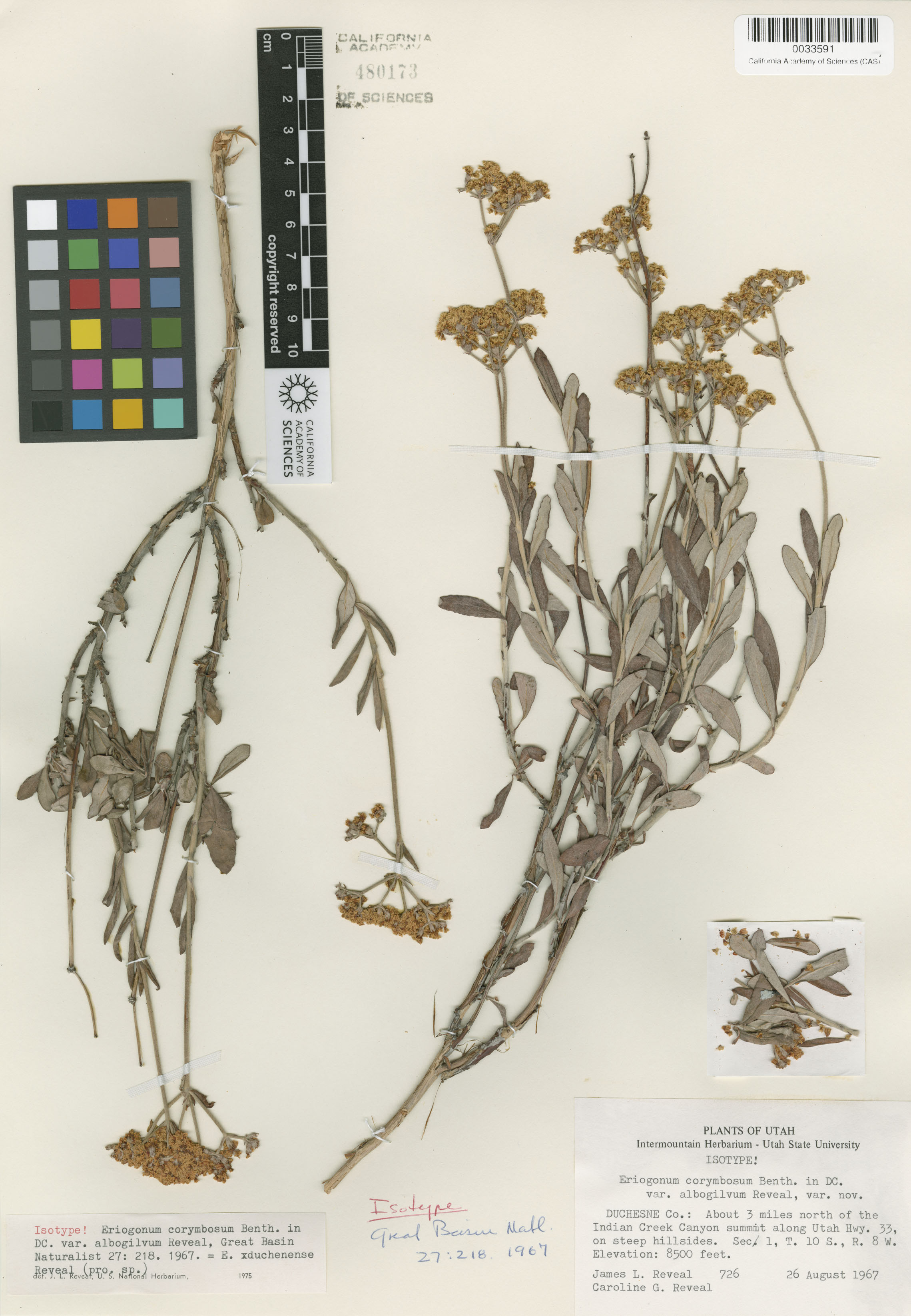 Eriogonum X duchesnense image