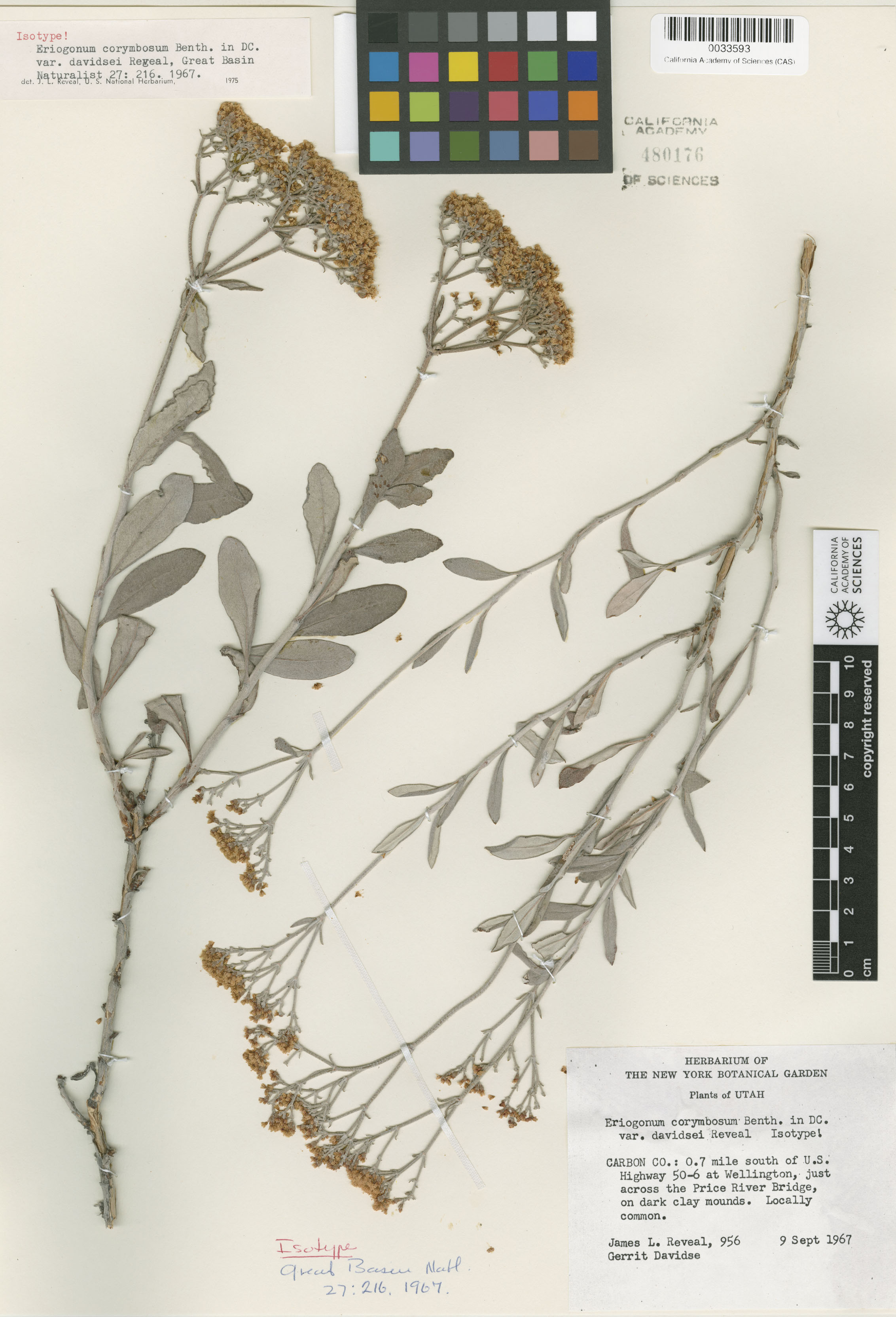 Eriogonum lancifolium image