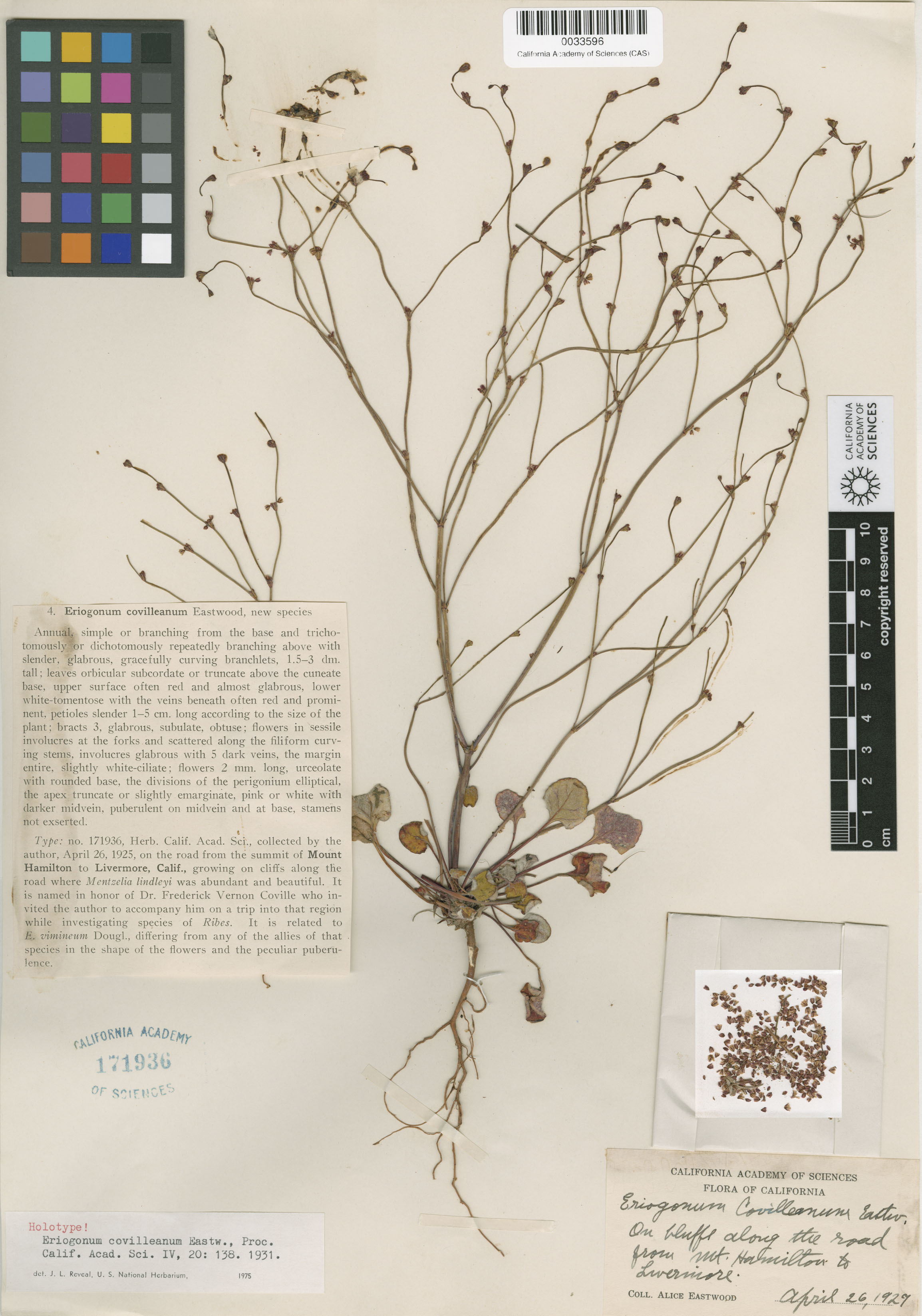Eriogonum covilleanum image