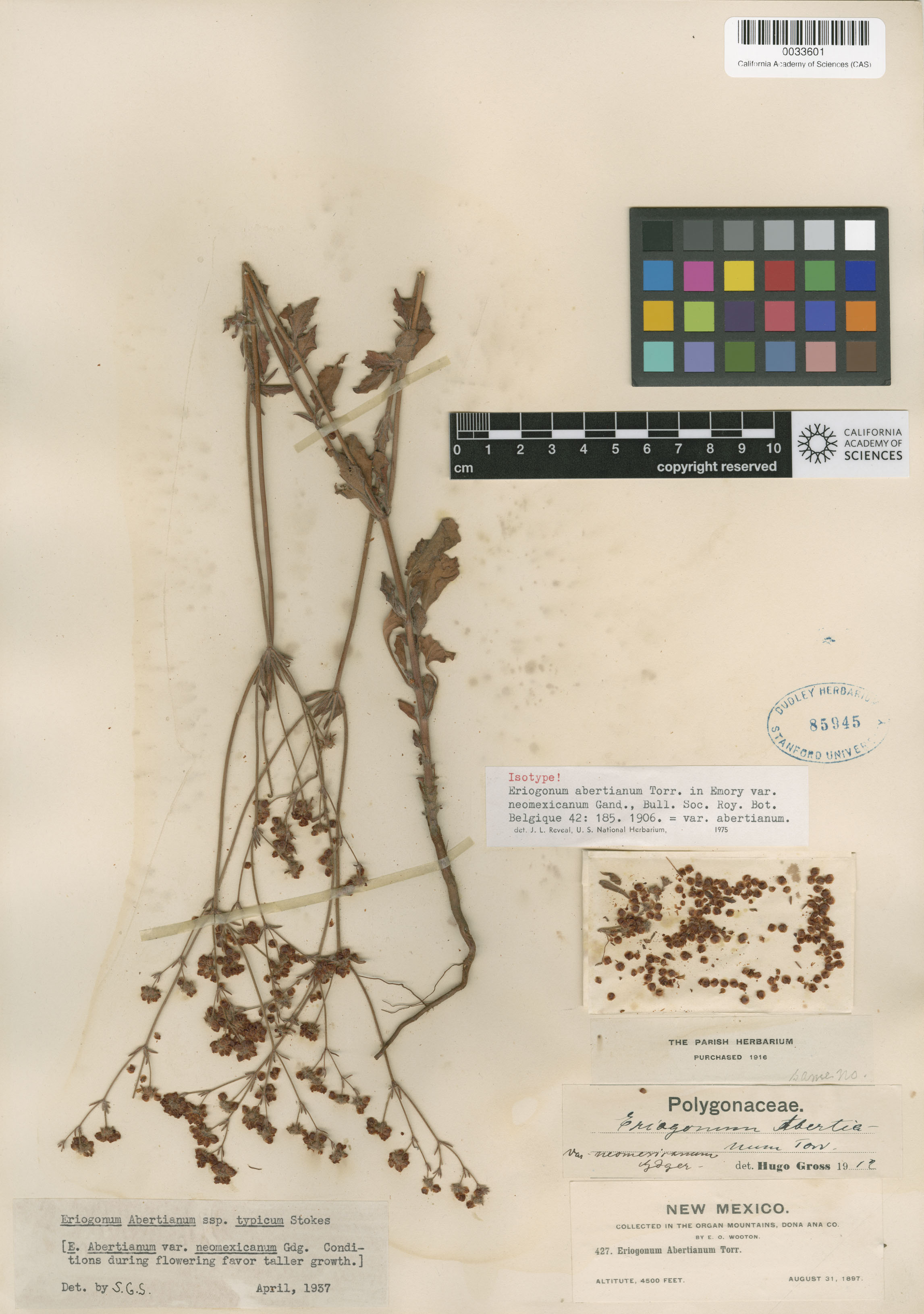 Eriogonum abertianum image