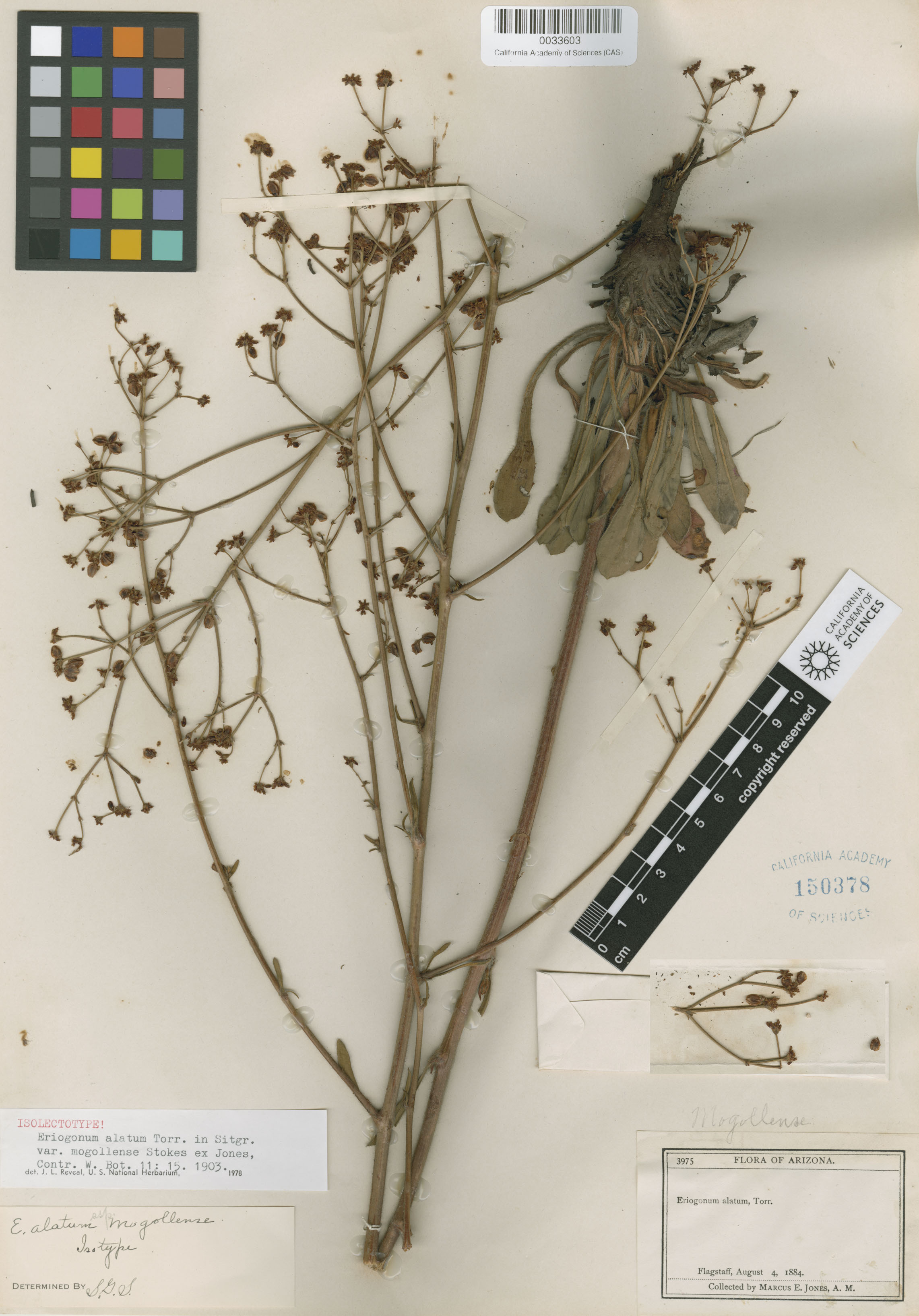 Eriogonum alatum var. alatum image