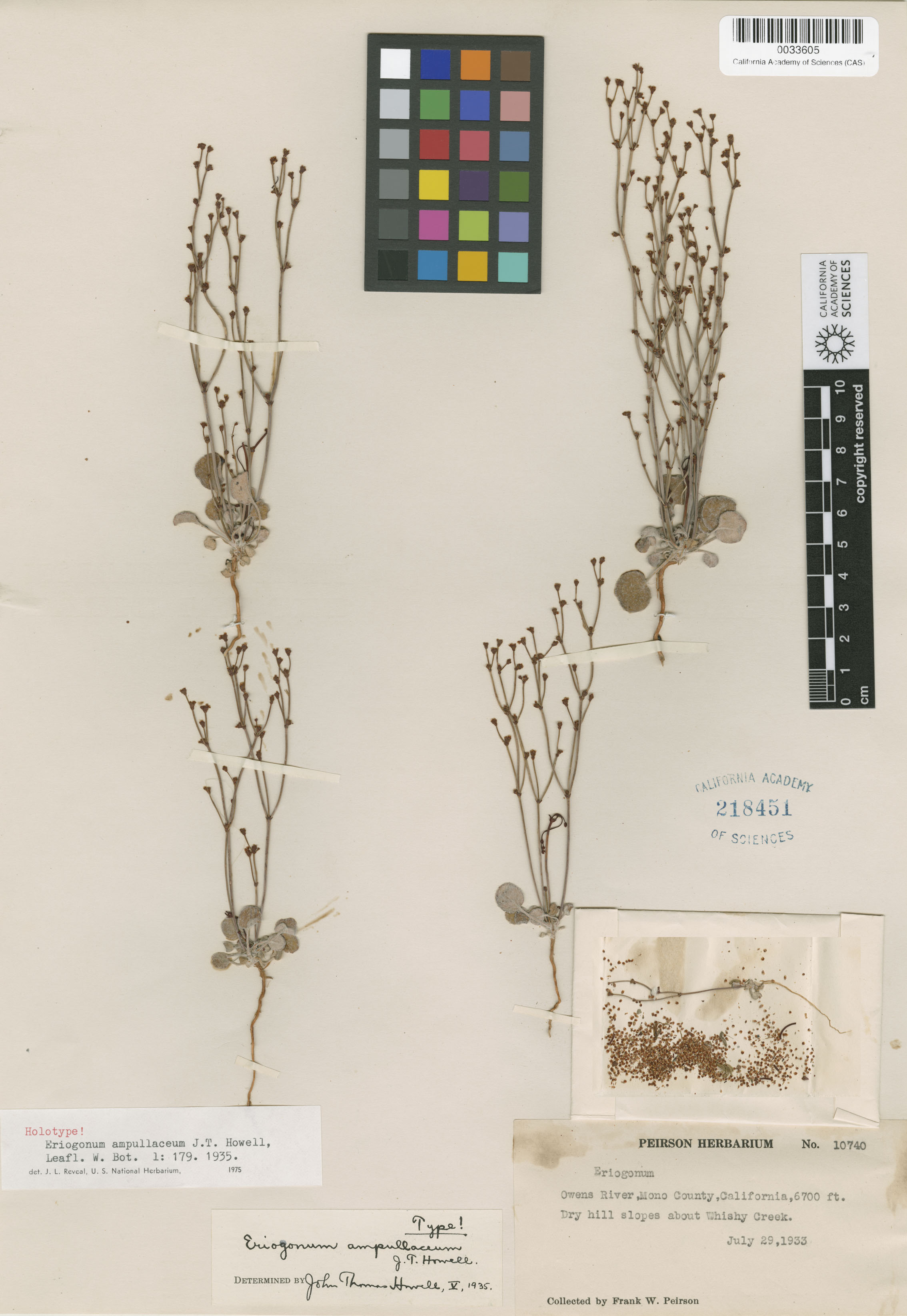 Eriogonum ampullaceum image