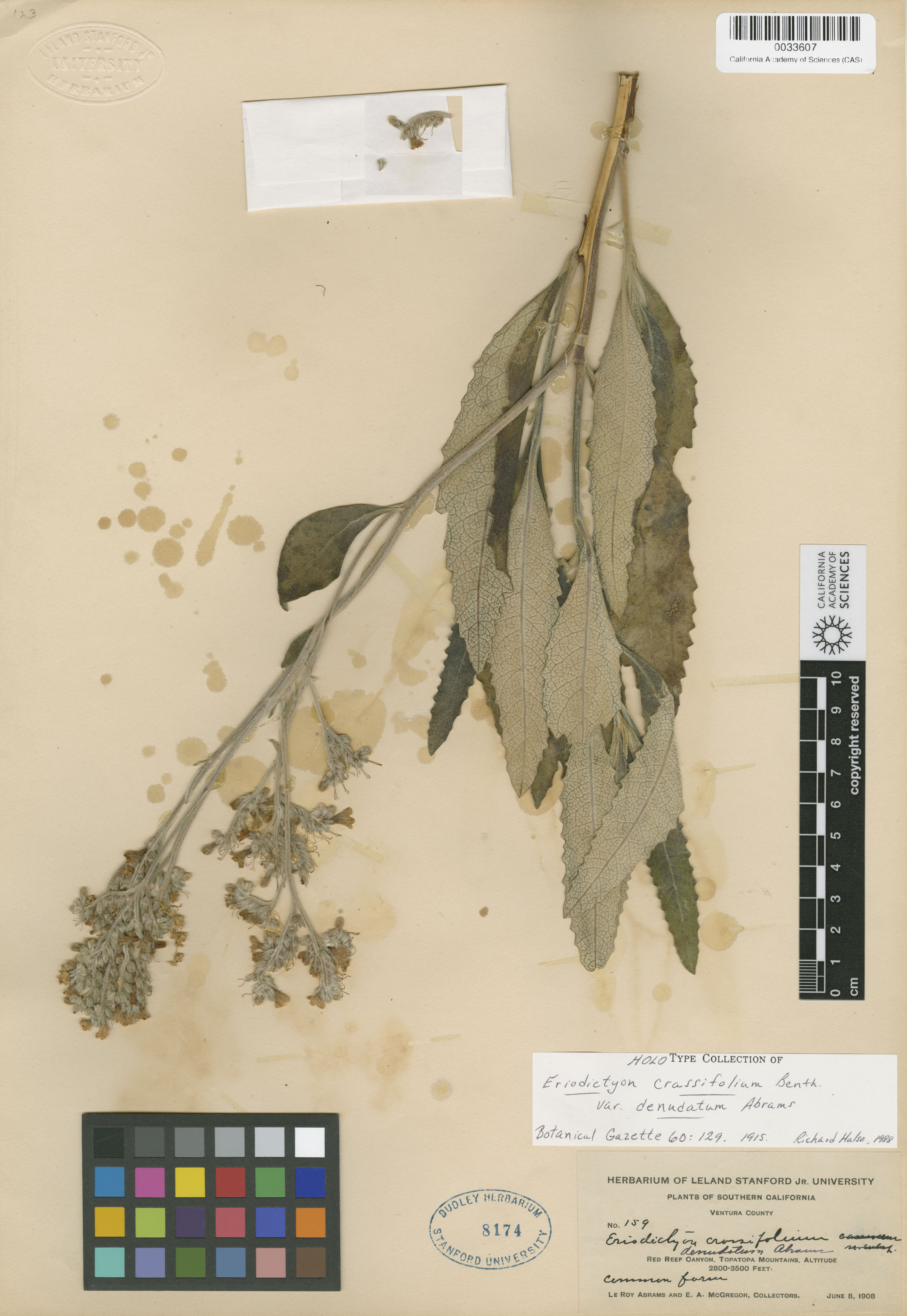 Eriodictyon image