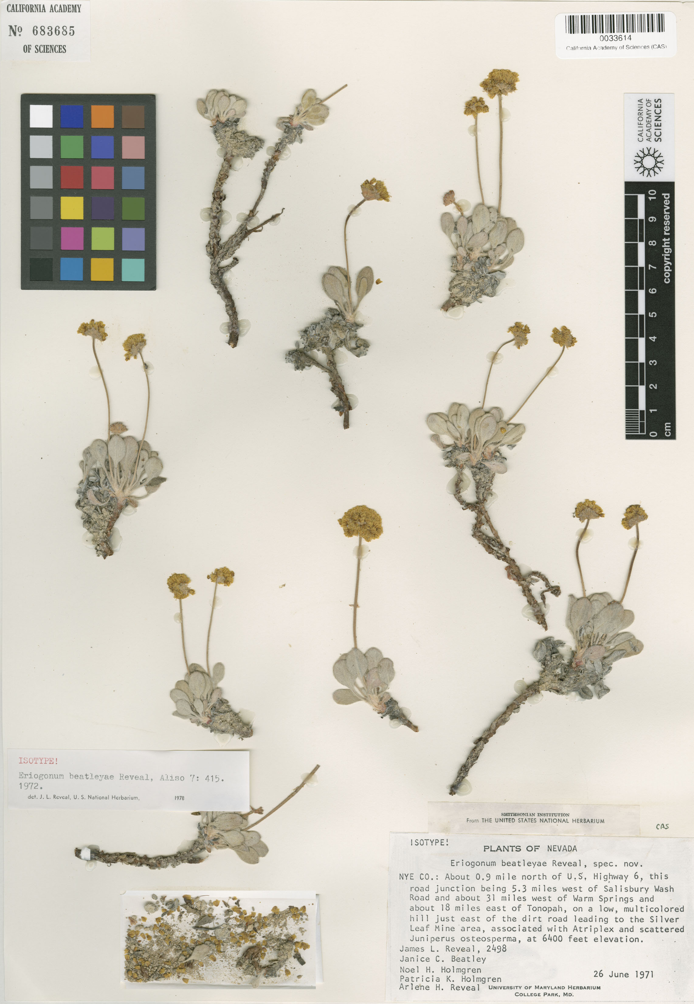 Eriogonum beatleyae image