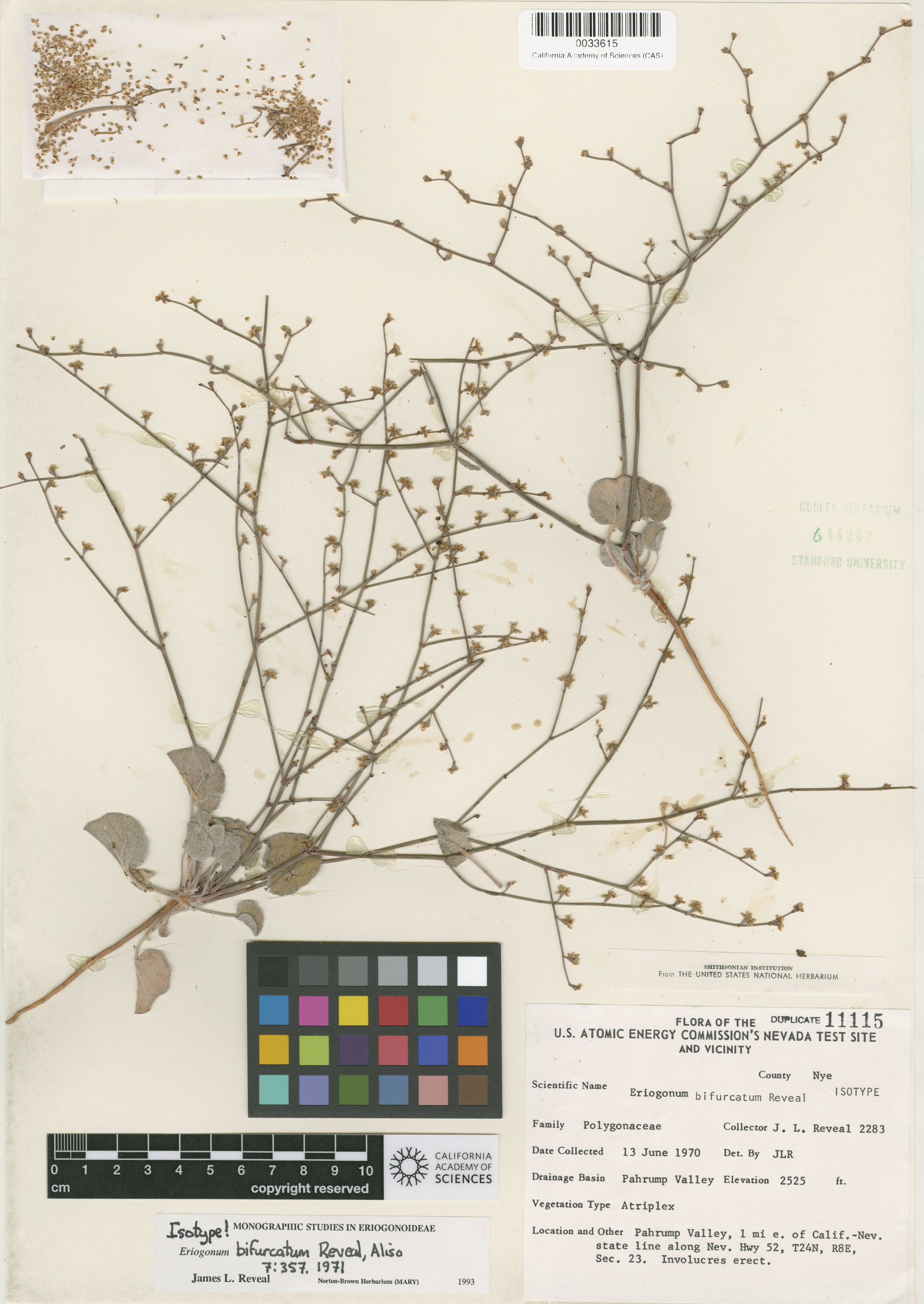 Eriogonum bifurcatum image