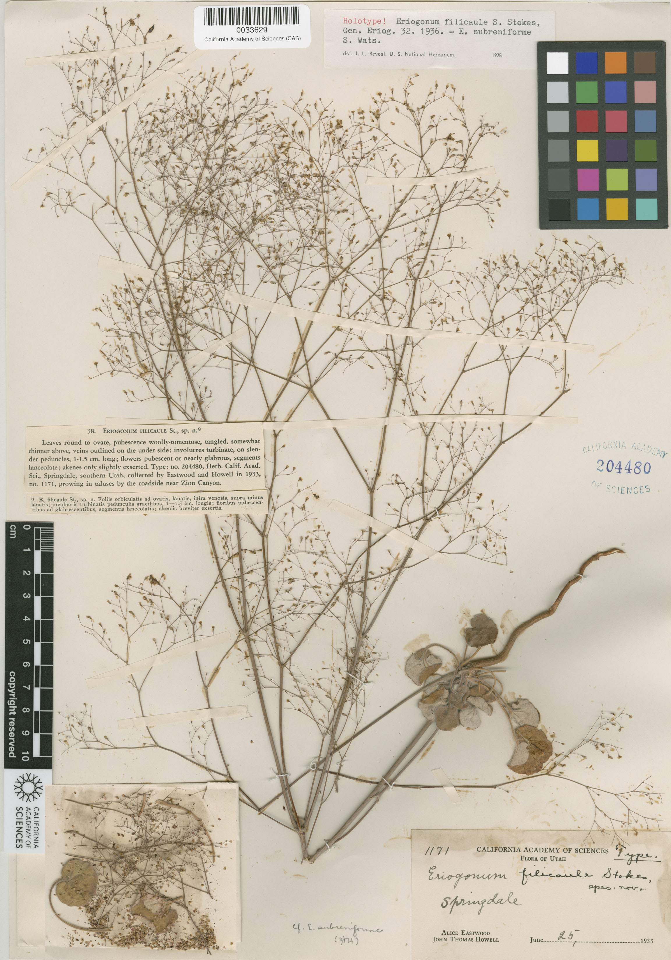 Eriogonum subreniforme image