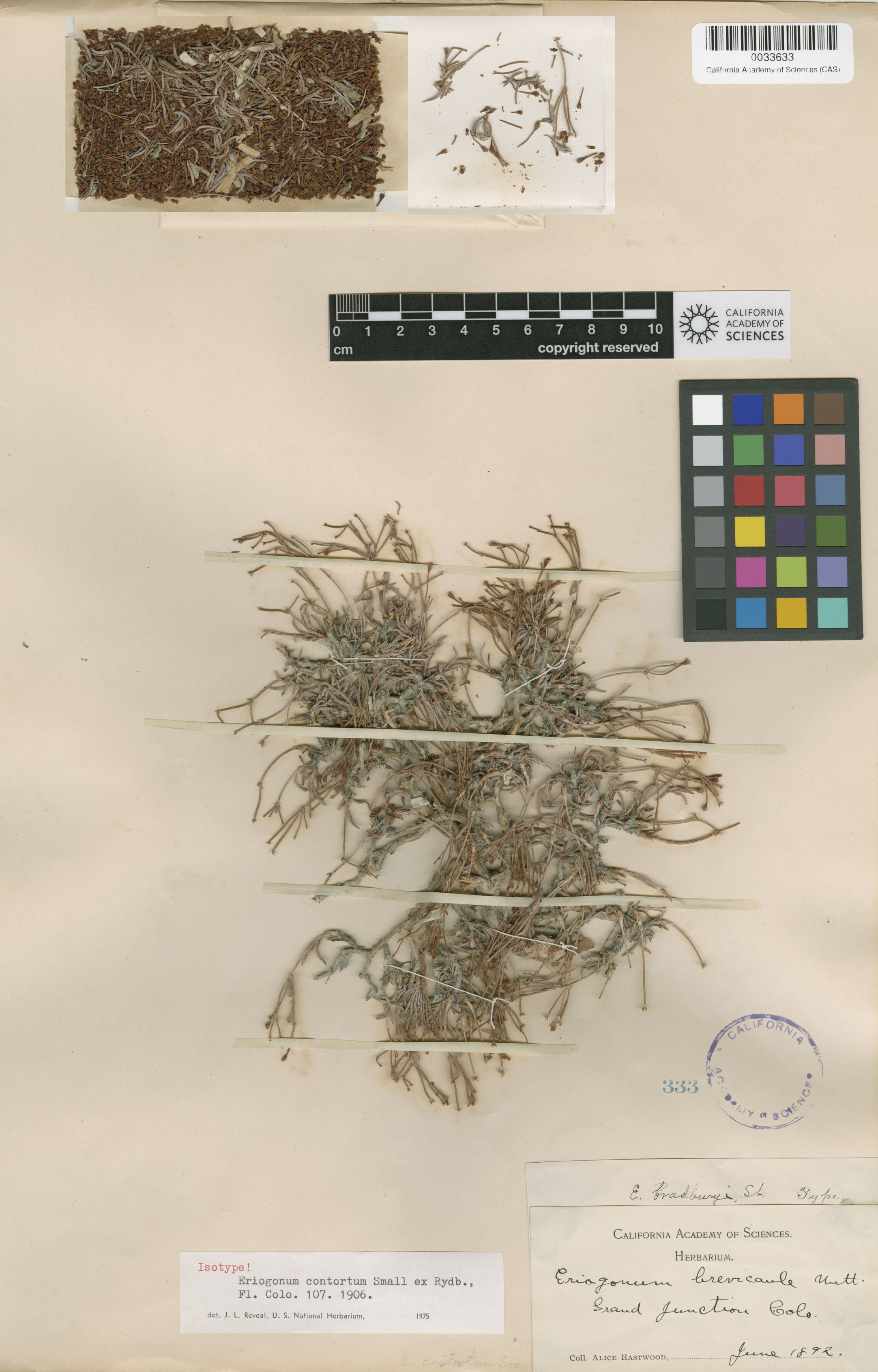 Eriogonum contortum image