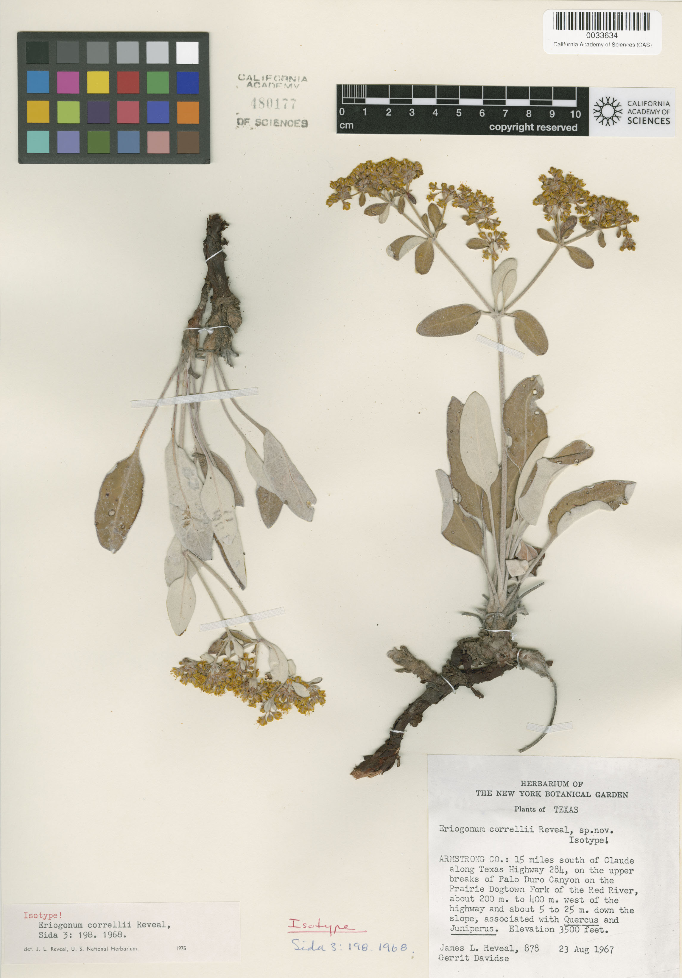 Eriogonum correllii image