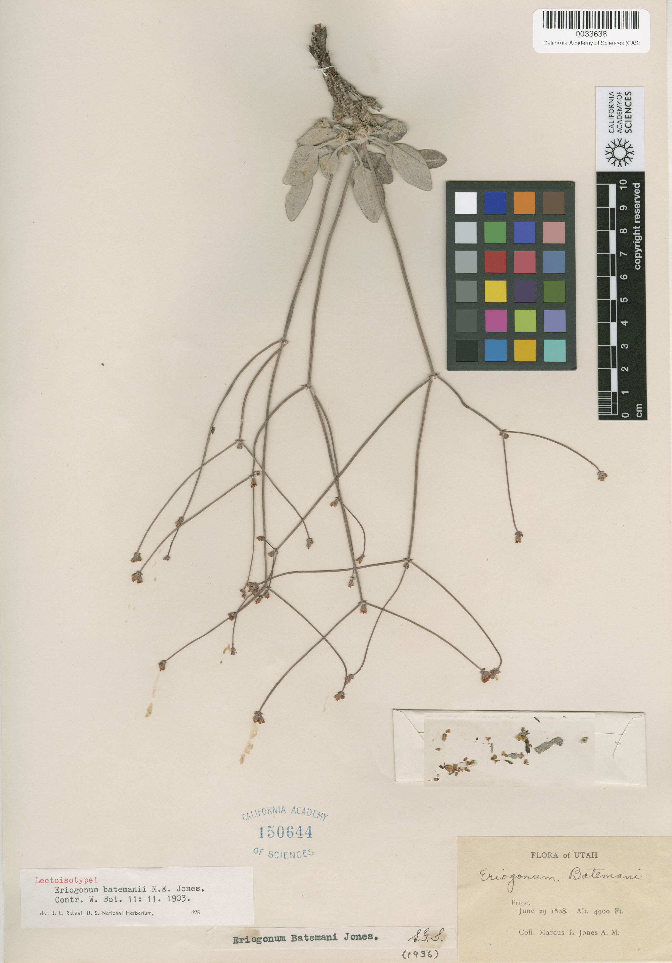 Eriogonum batemanii image