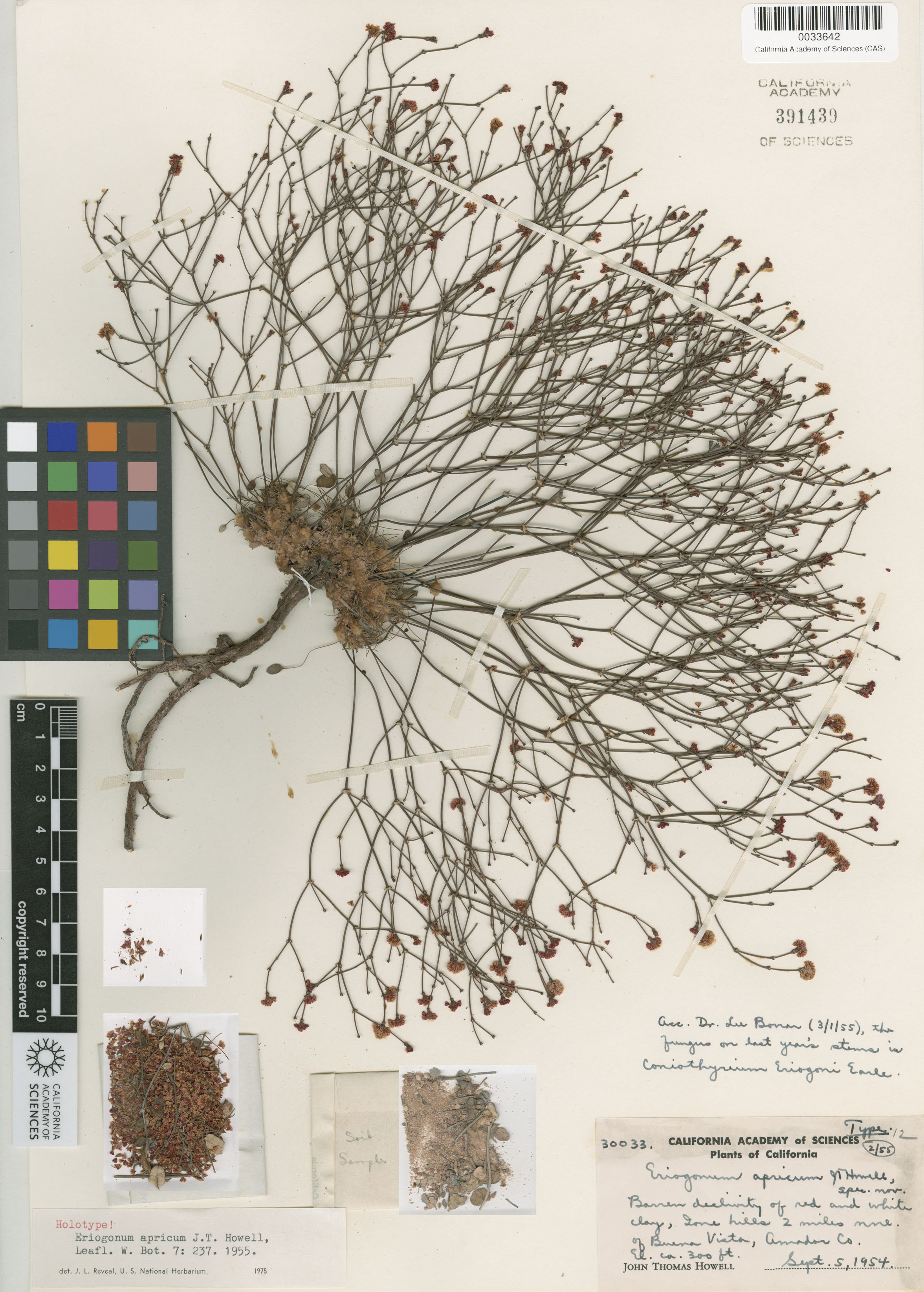 Eriogonum apricum image