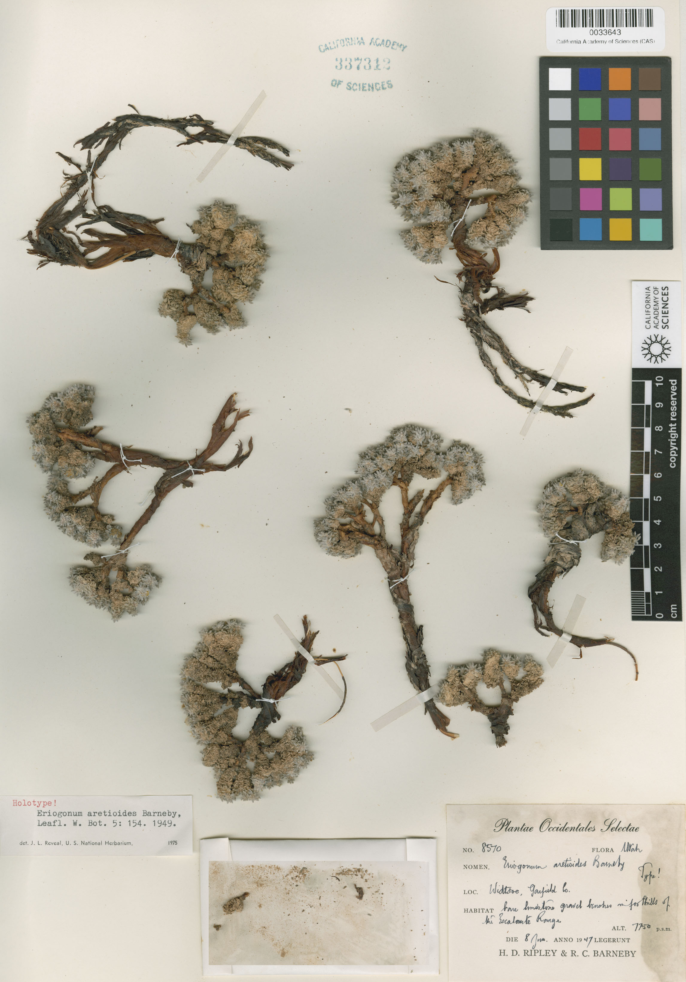 Eriogonum aretioides image