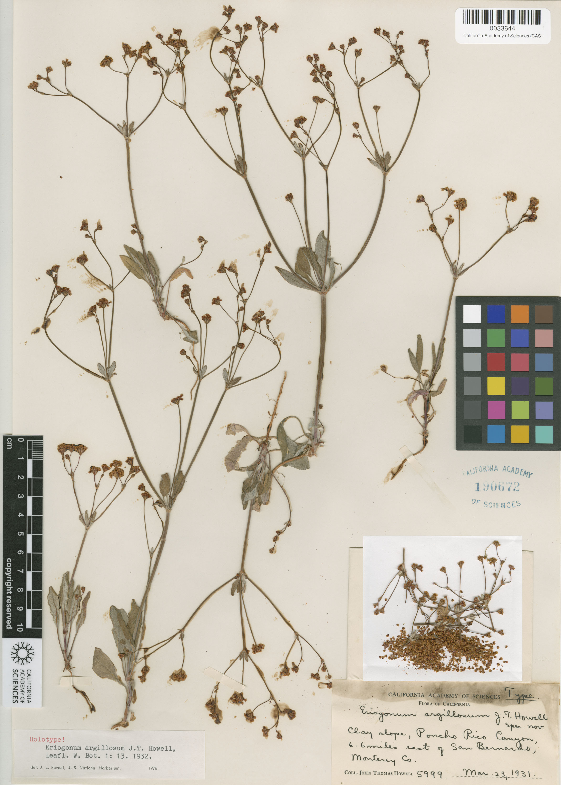 Eriogonum argillosum image