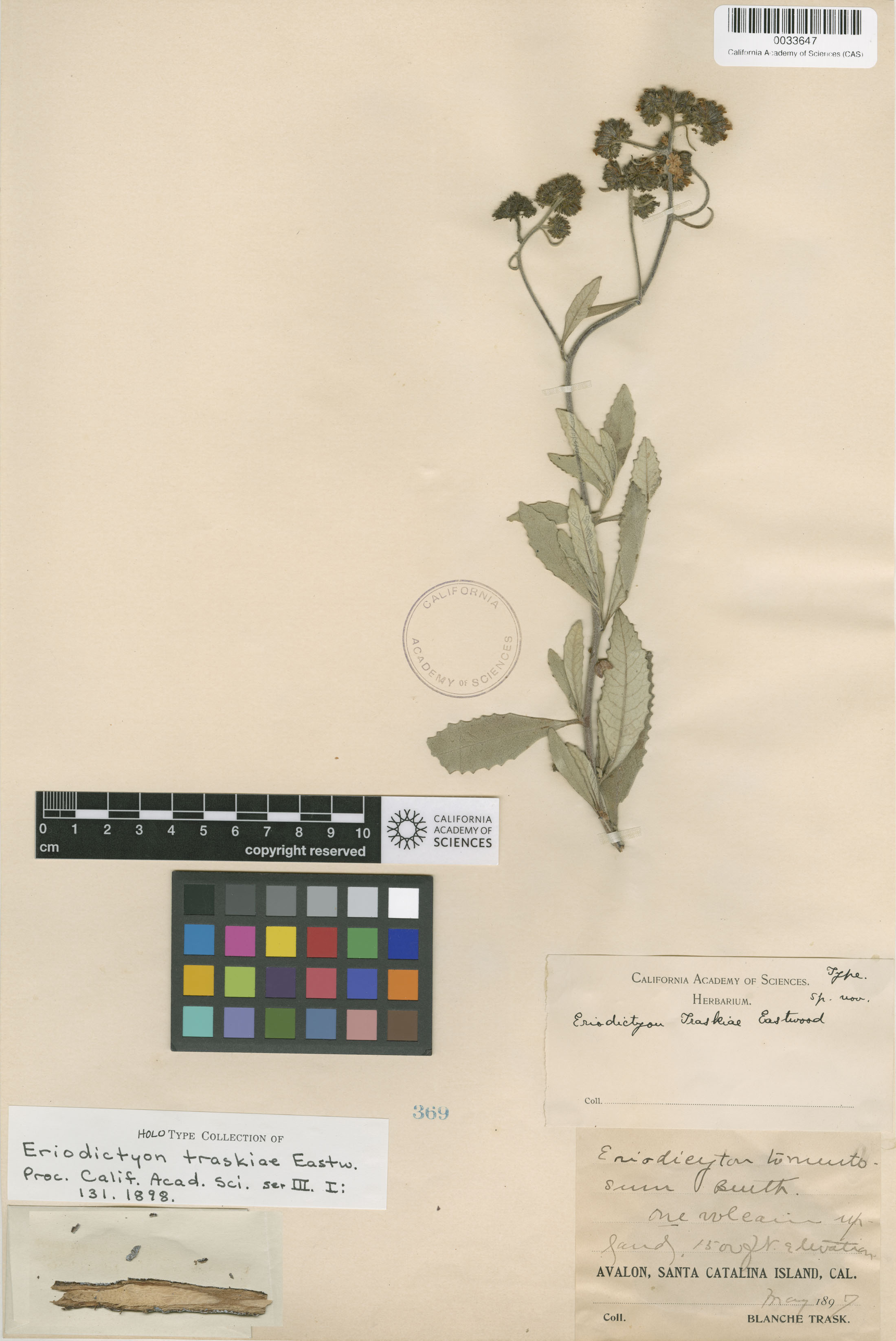 Eriodictyon traskiae image