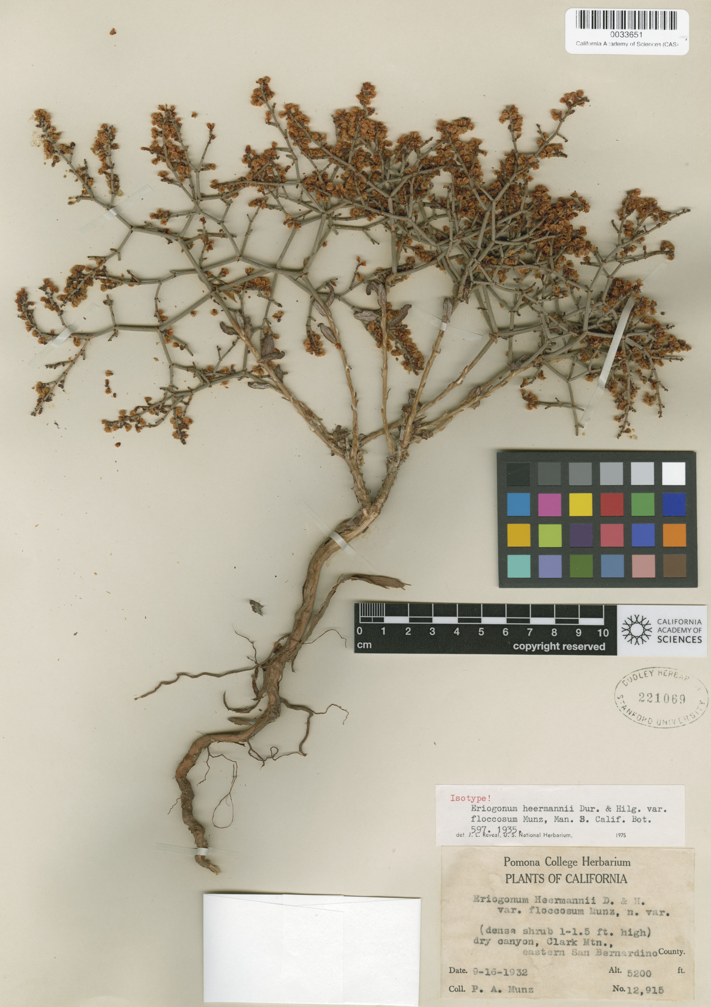 Eriogonum heermannii var. floccosum image