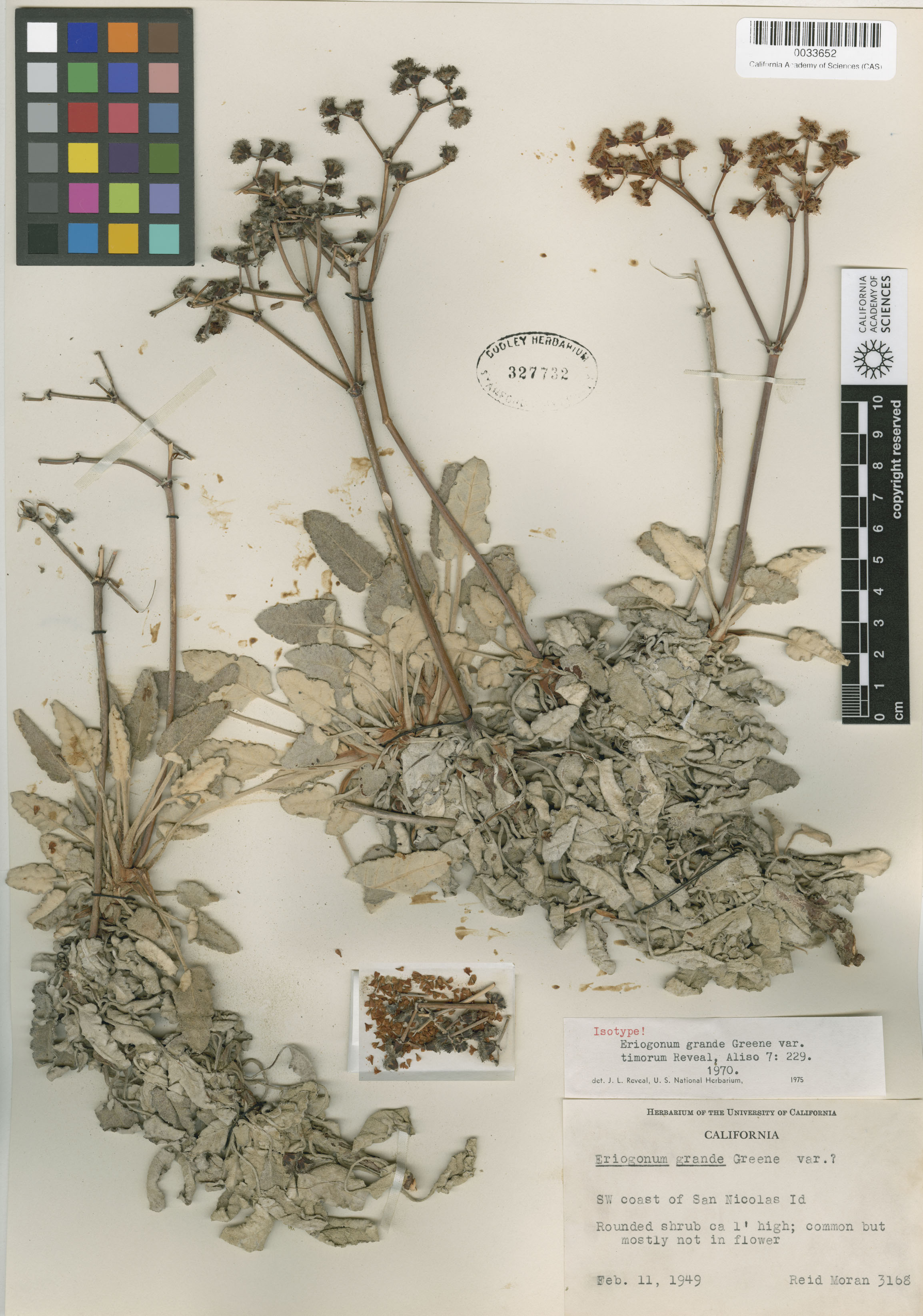 Eriogonum grande var. timorum image