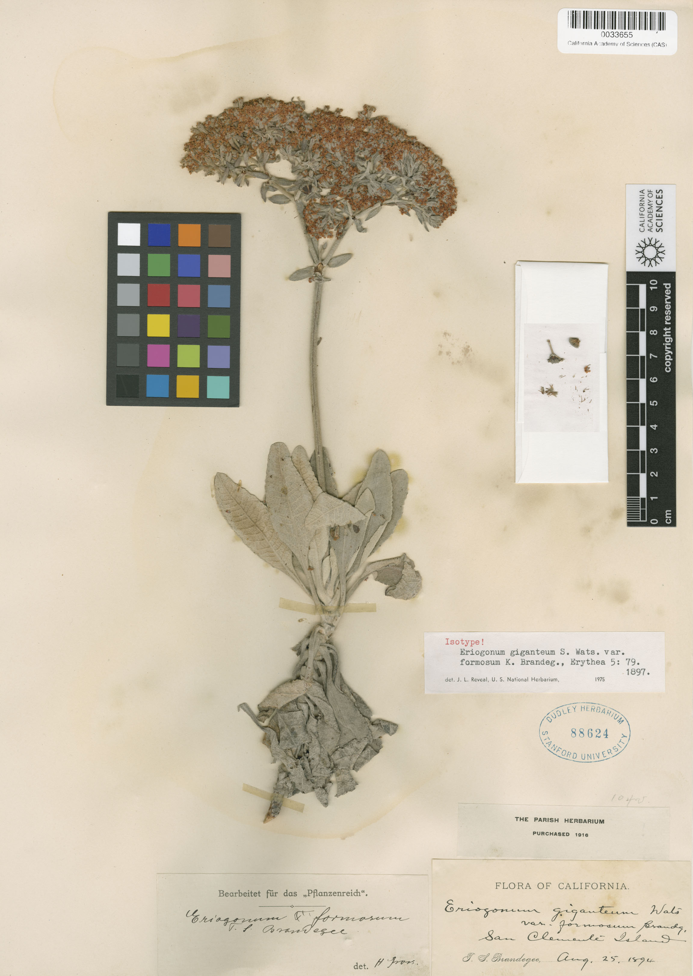Eriogonum giganteum image