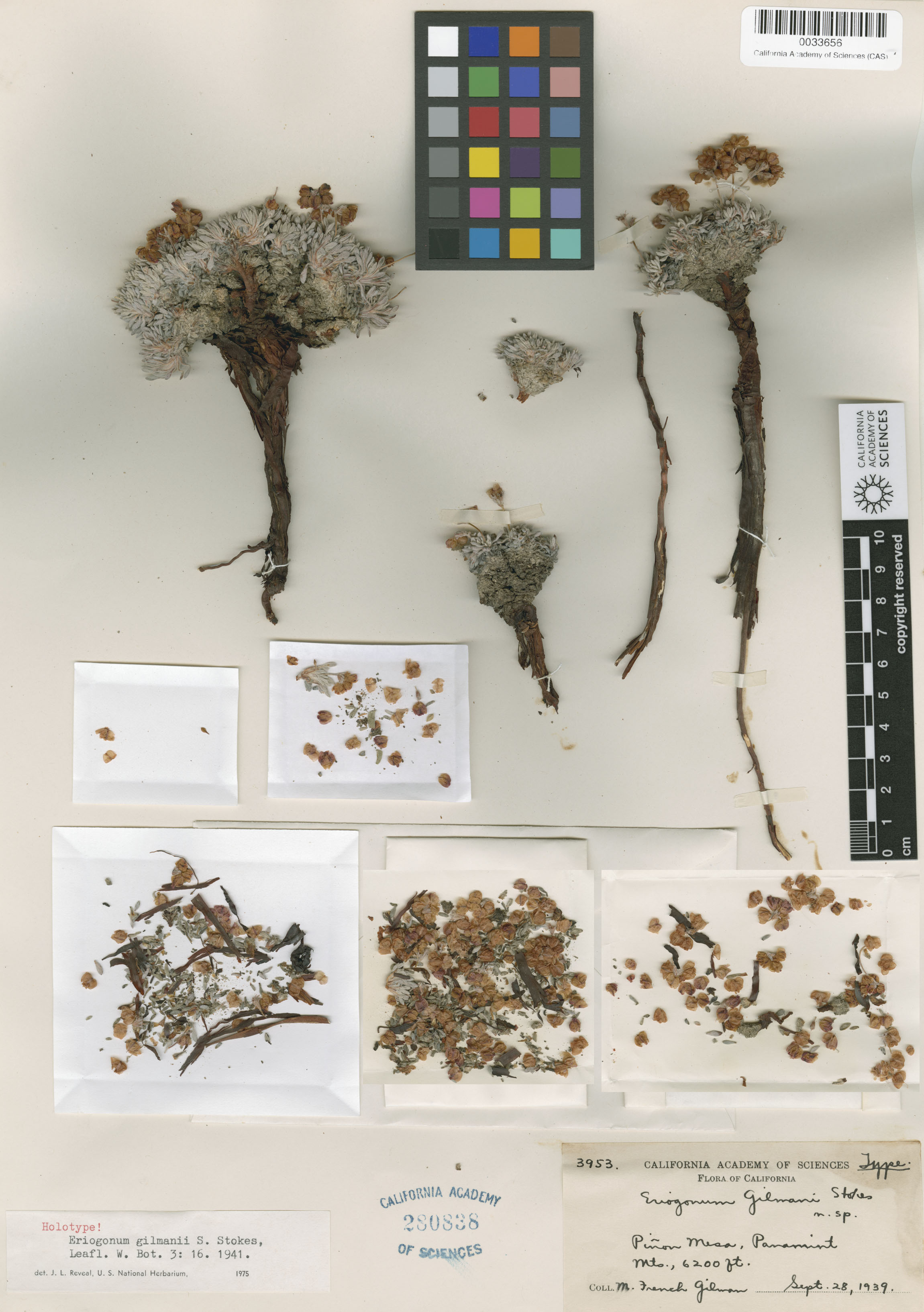 Eriogonum gilmanii image