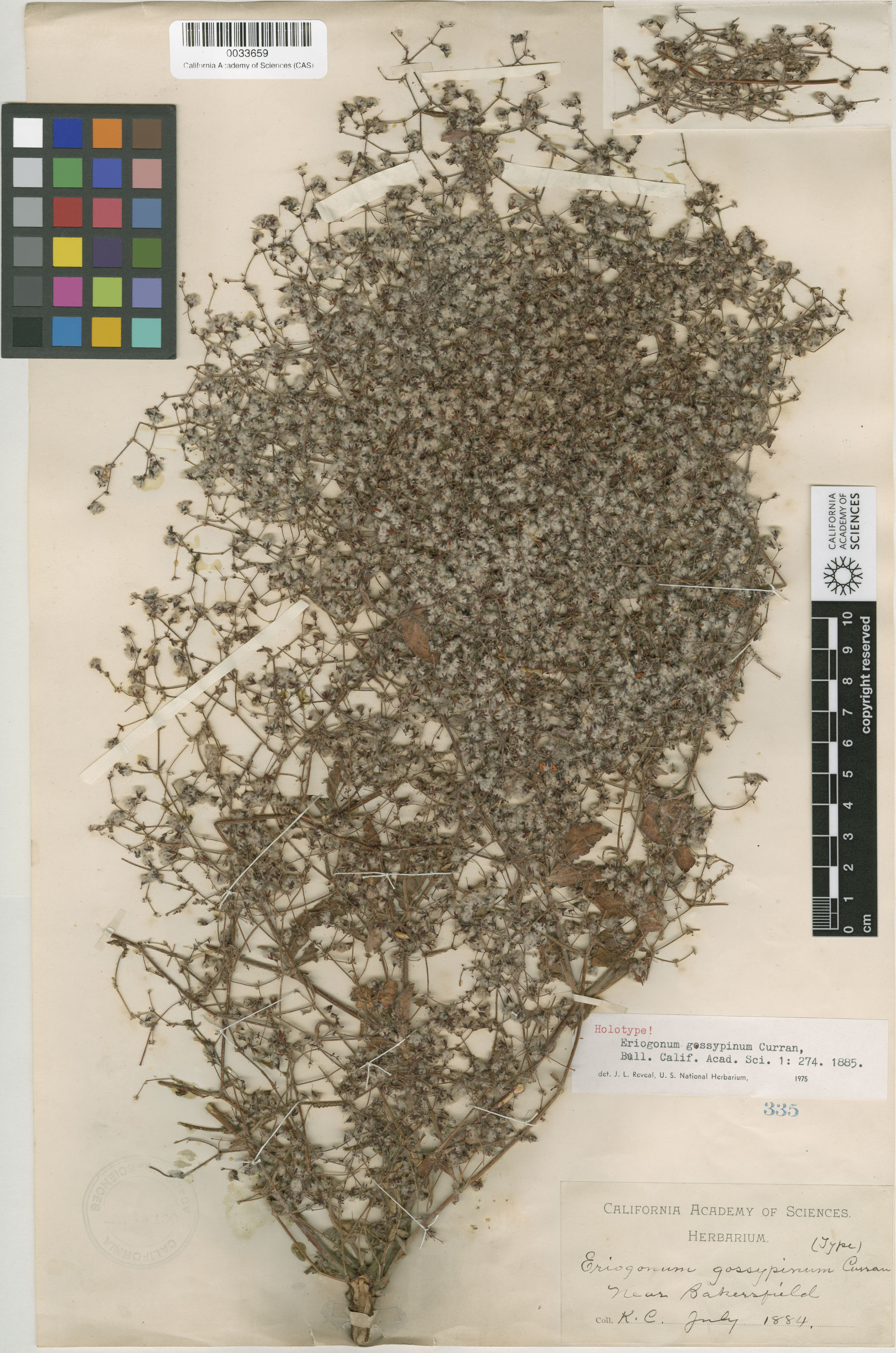 Eriogonum gossypinum image