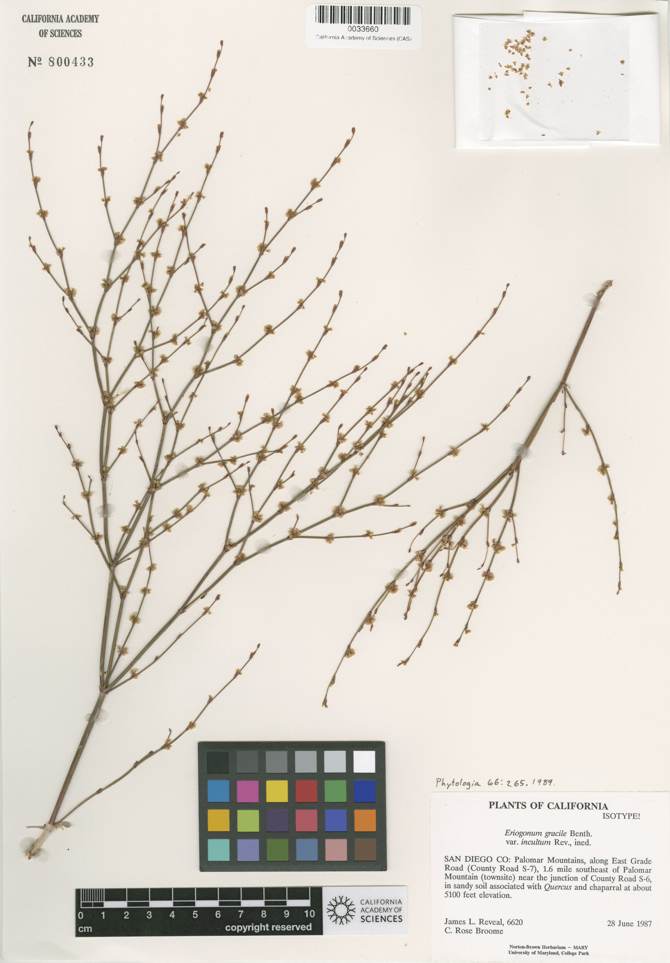 Eriogonum gracile image