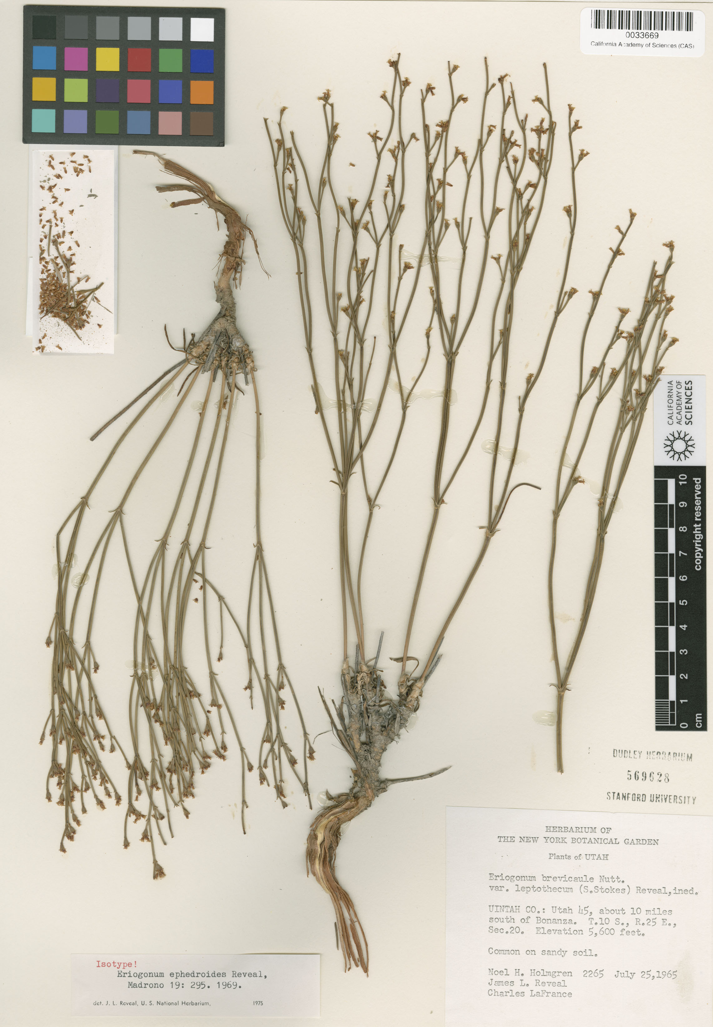 Eriogonum ephedroides image