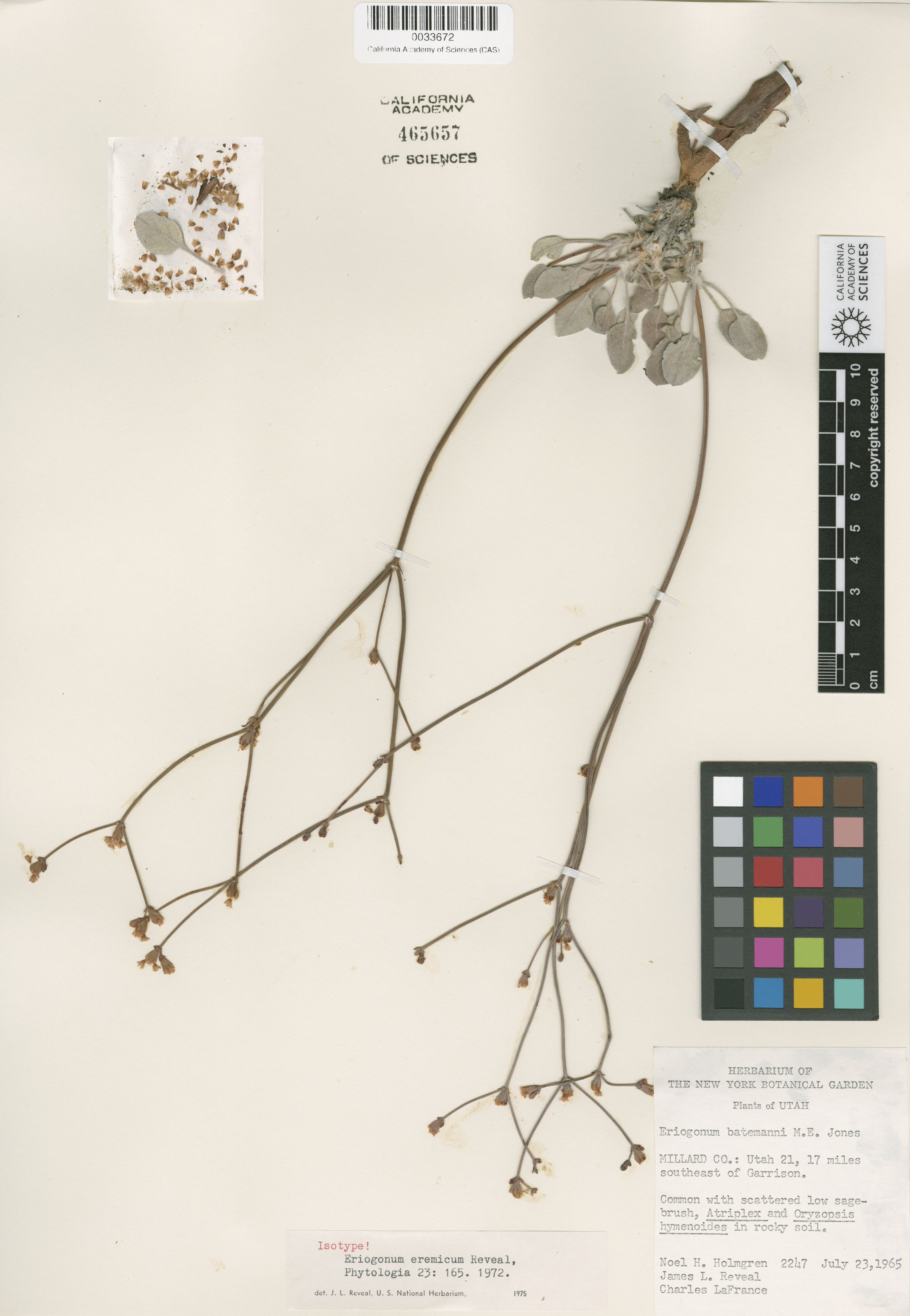 Eriogonum eremicum image