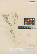 Eriogonum esmeraldense image
