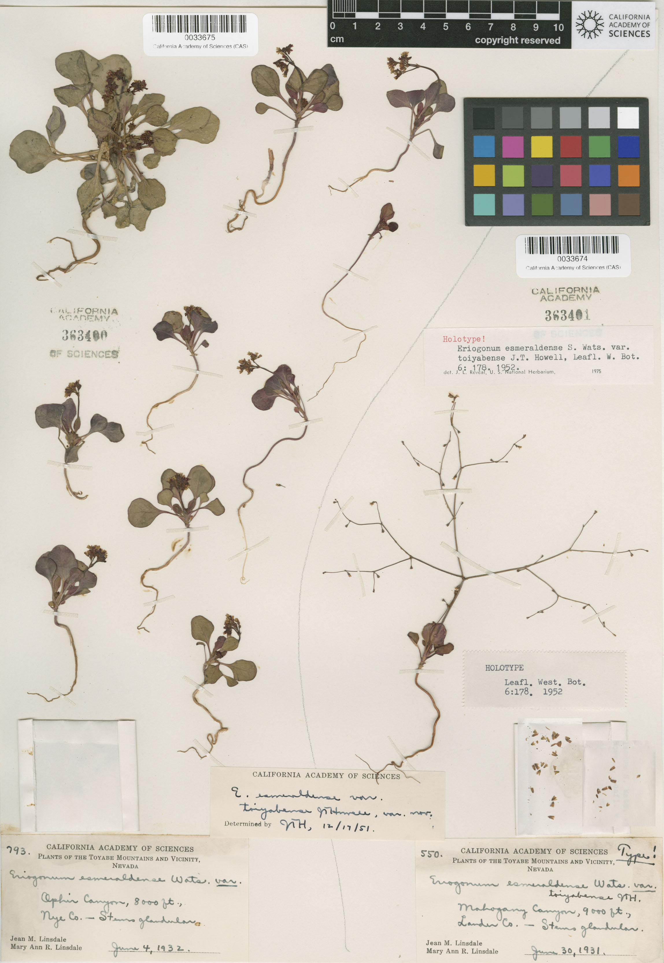 Eriogonum esmeraldense var. toiyabense image