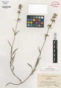 Penstemon peckii image
