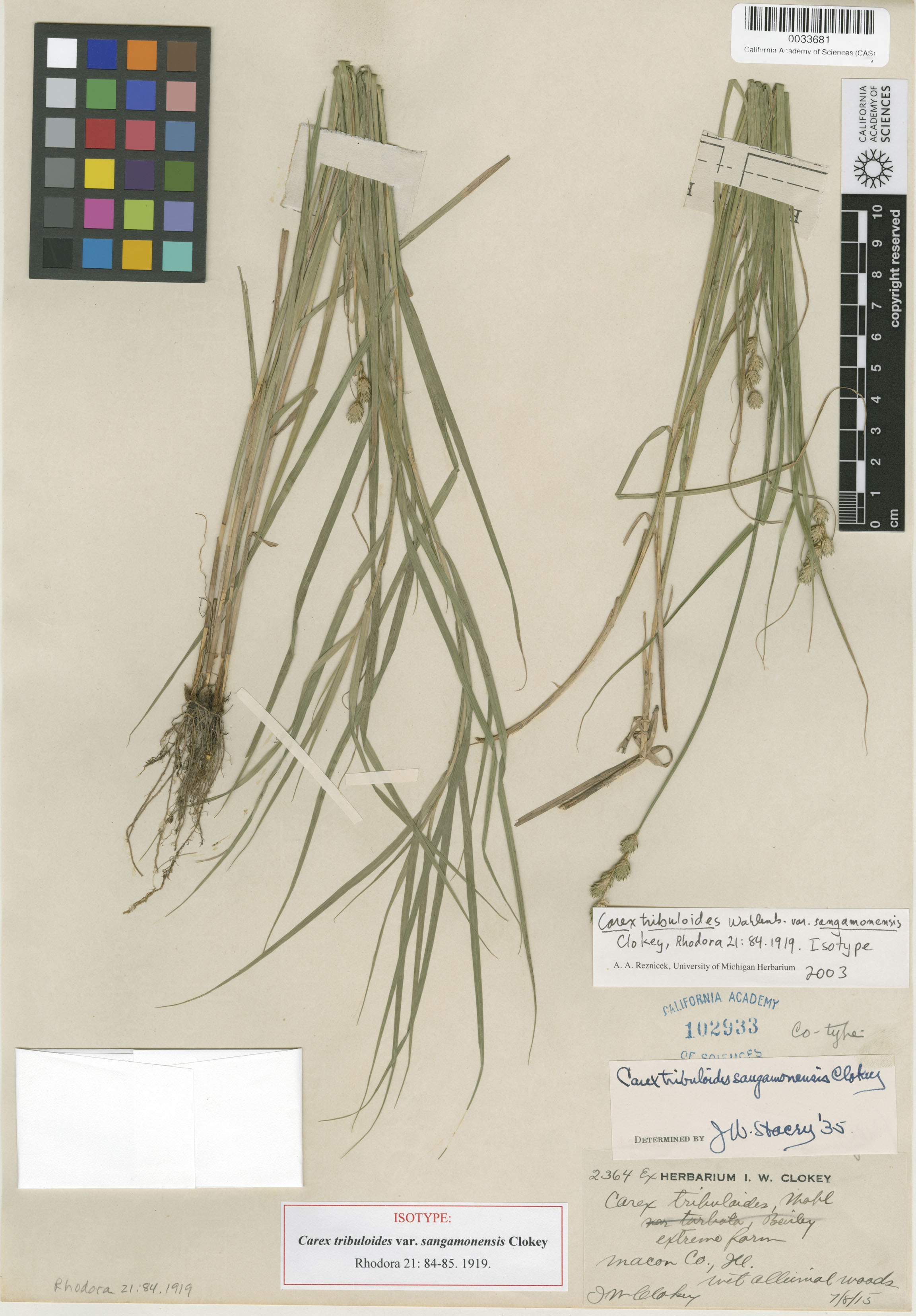 Carex tribuloides image