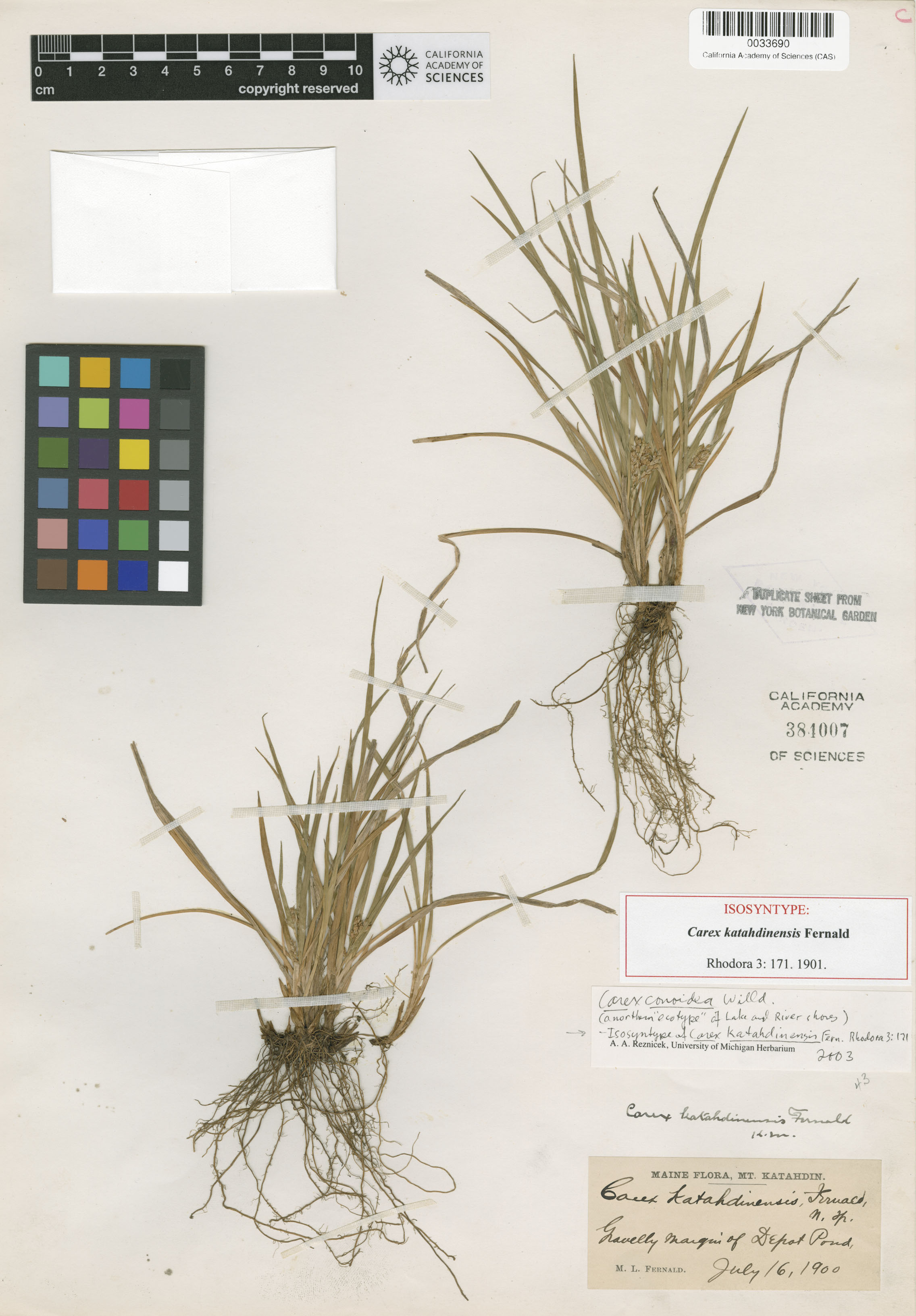 Carex conoidea image