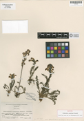 Pedicularis anaticeps image