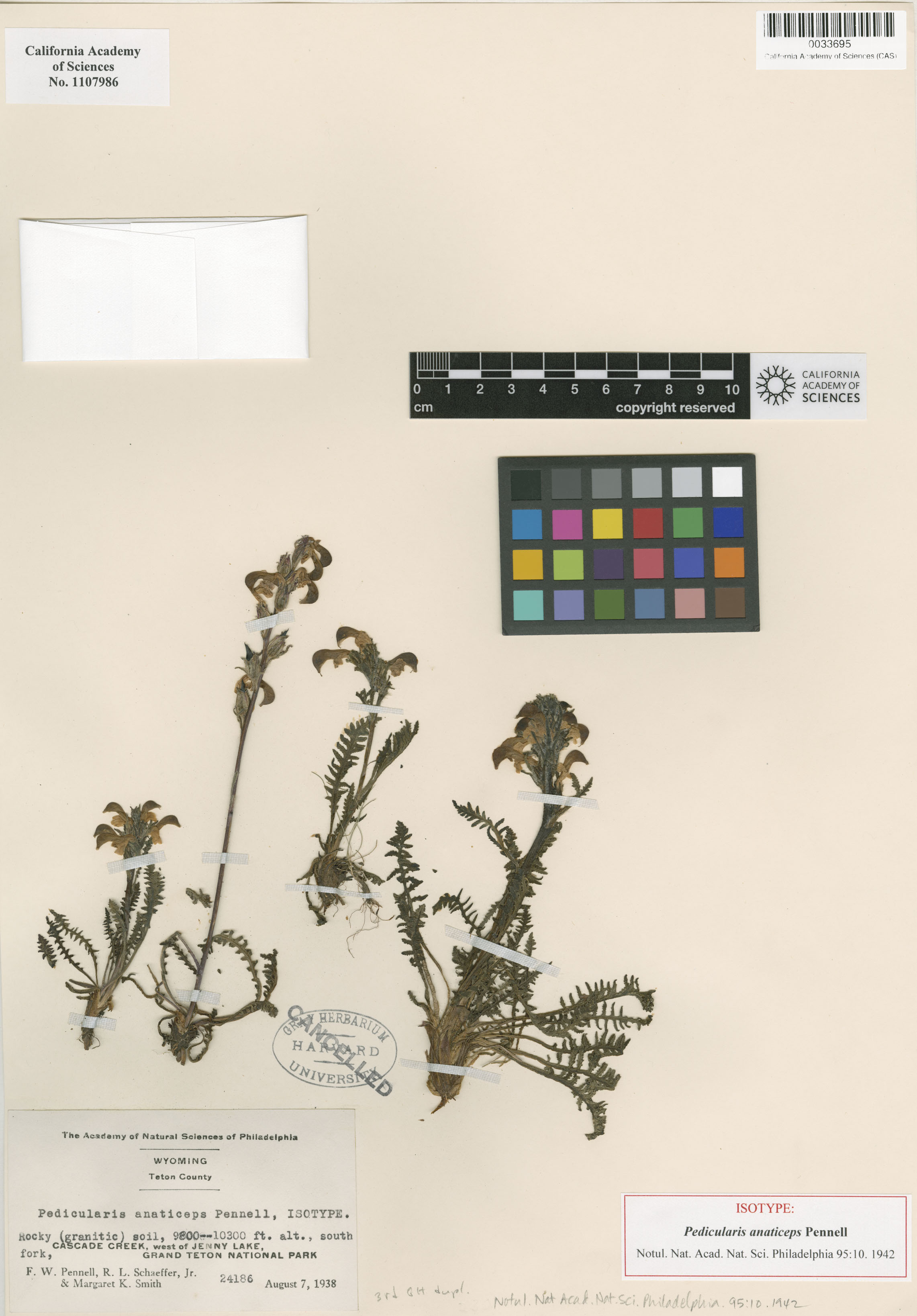 Pedicularis anaticeps image