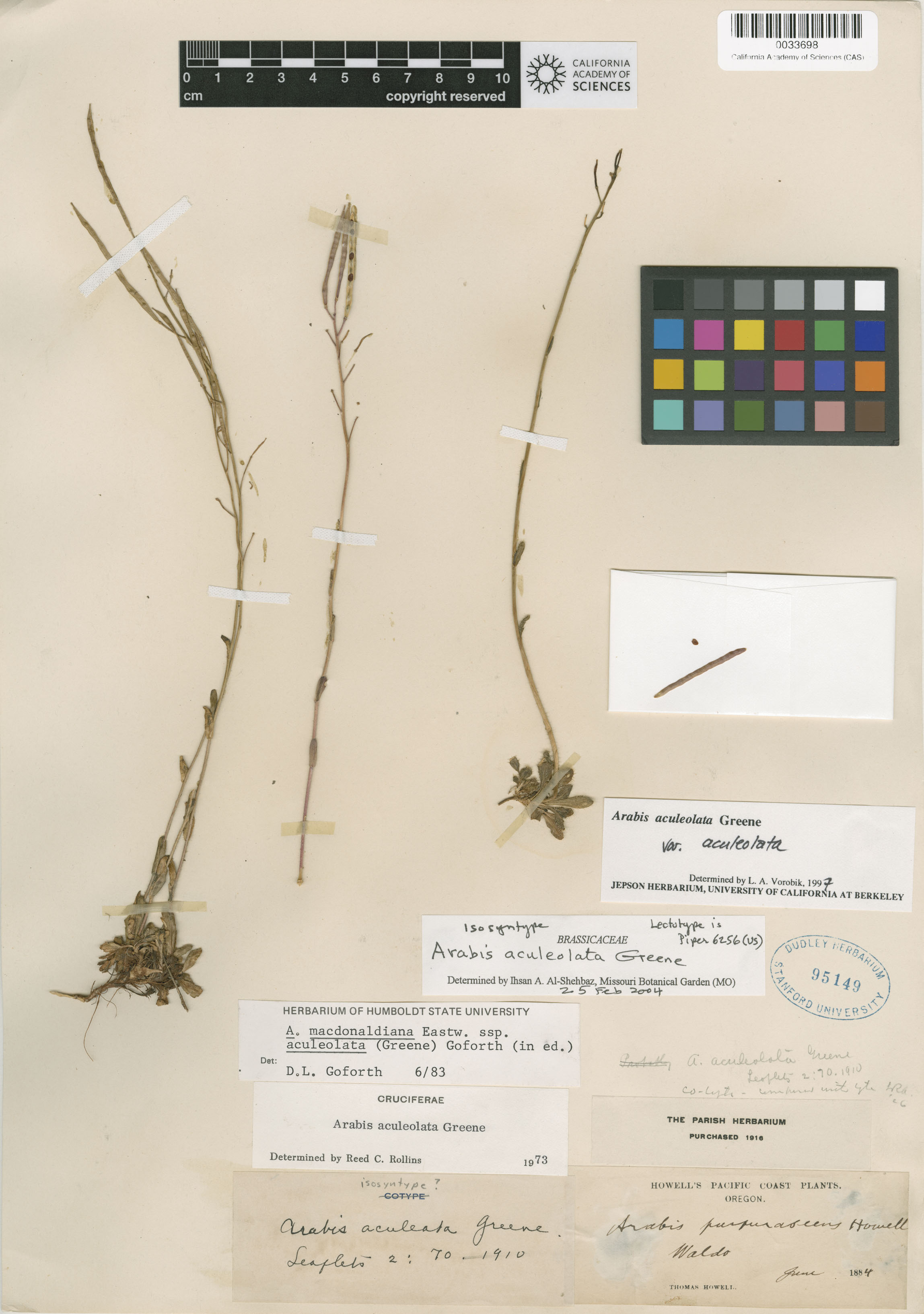 Arabis aculeolata image