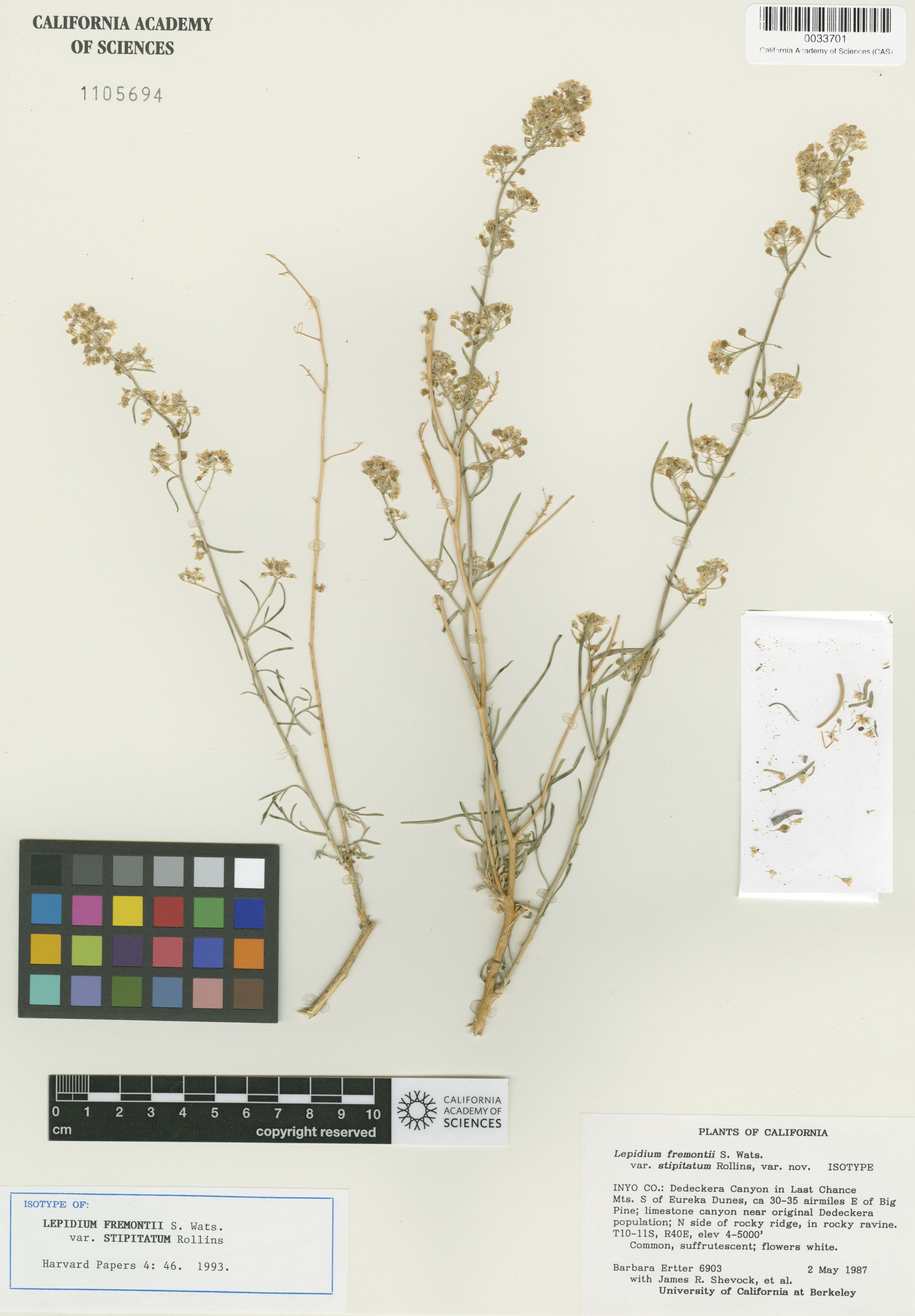 Lepidium fremontii image