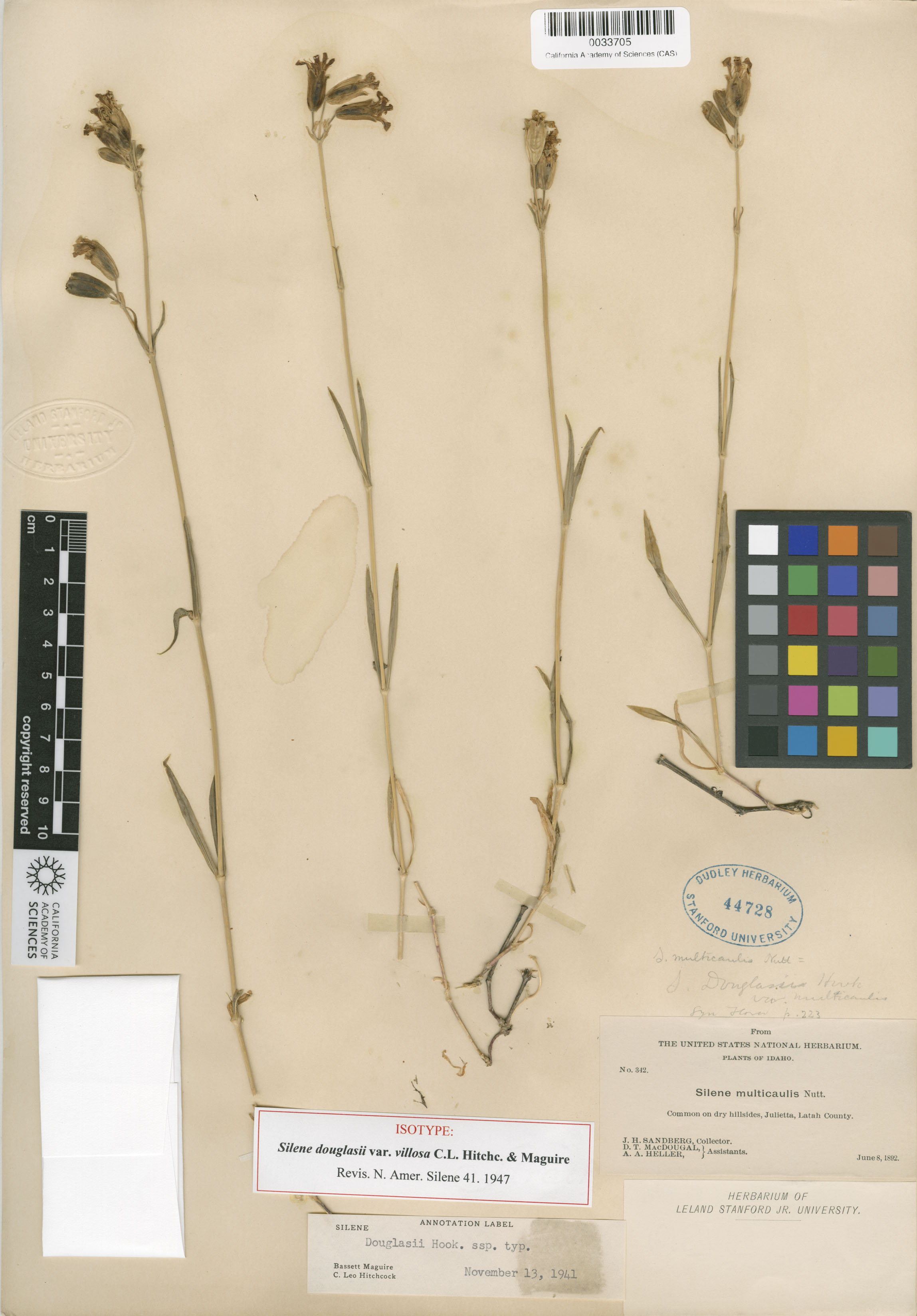 Silene douglasii var. douglasii image