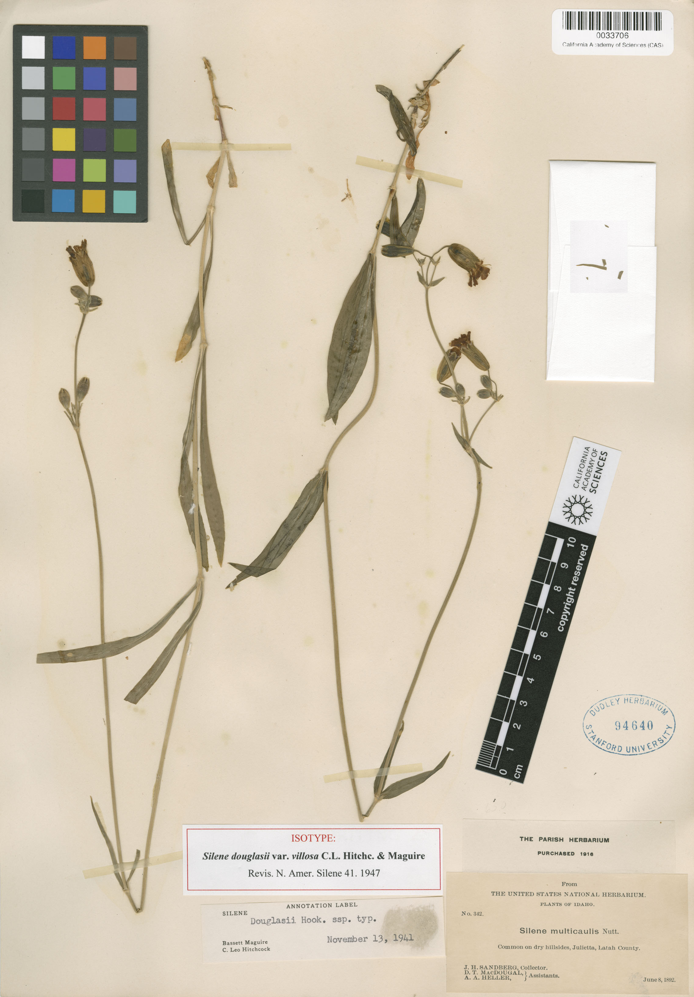 Silene douglasii var. douglasii image