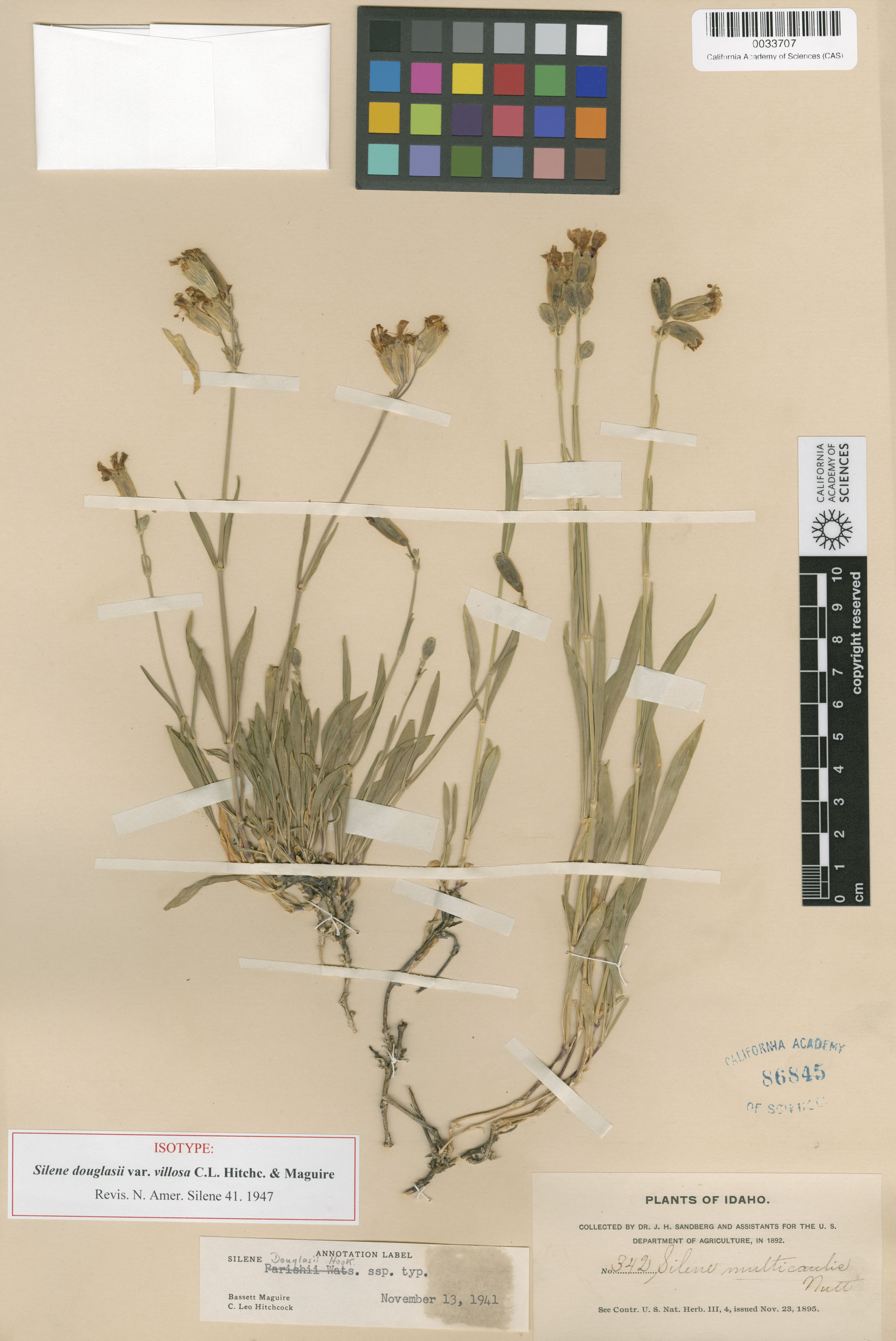 Silene douglasii image