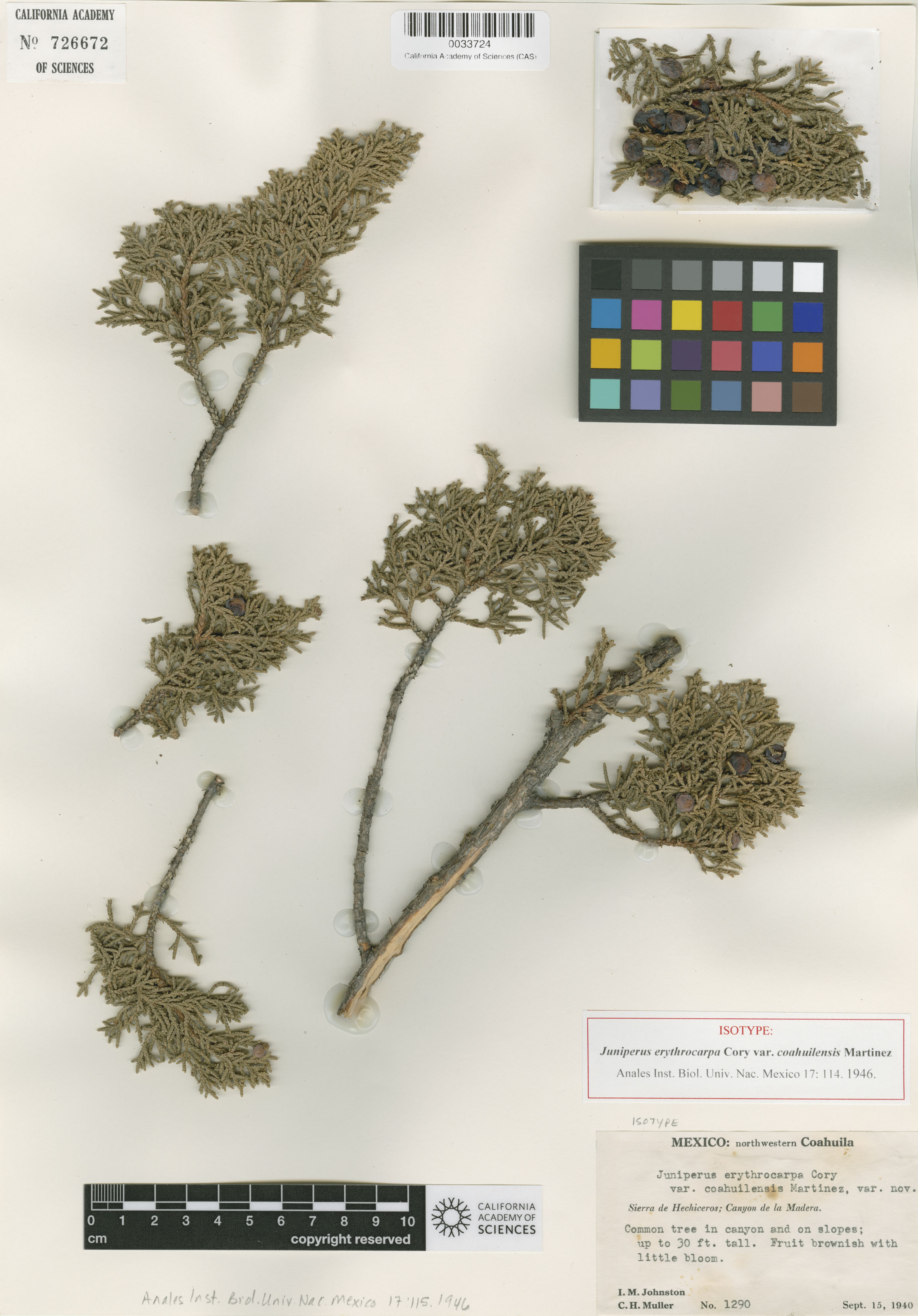 Juniperus image