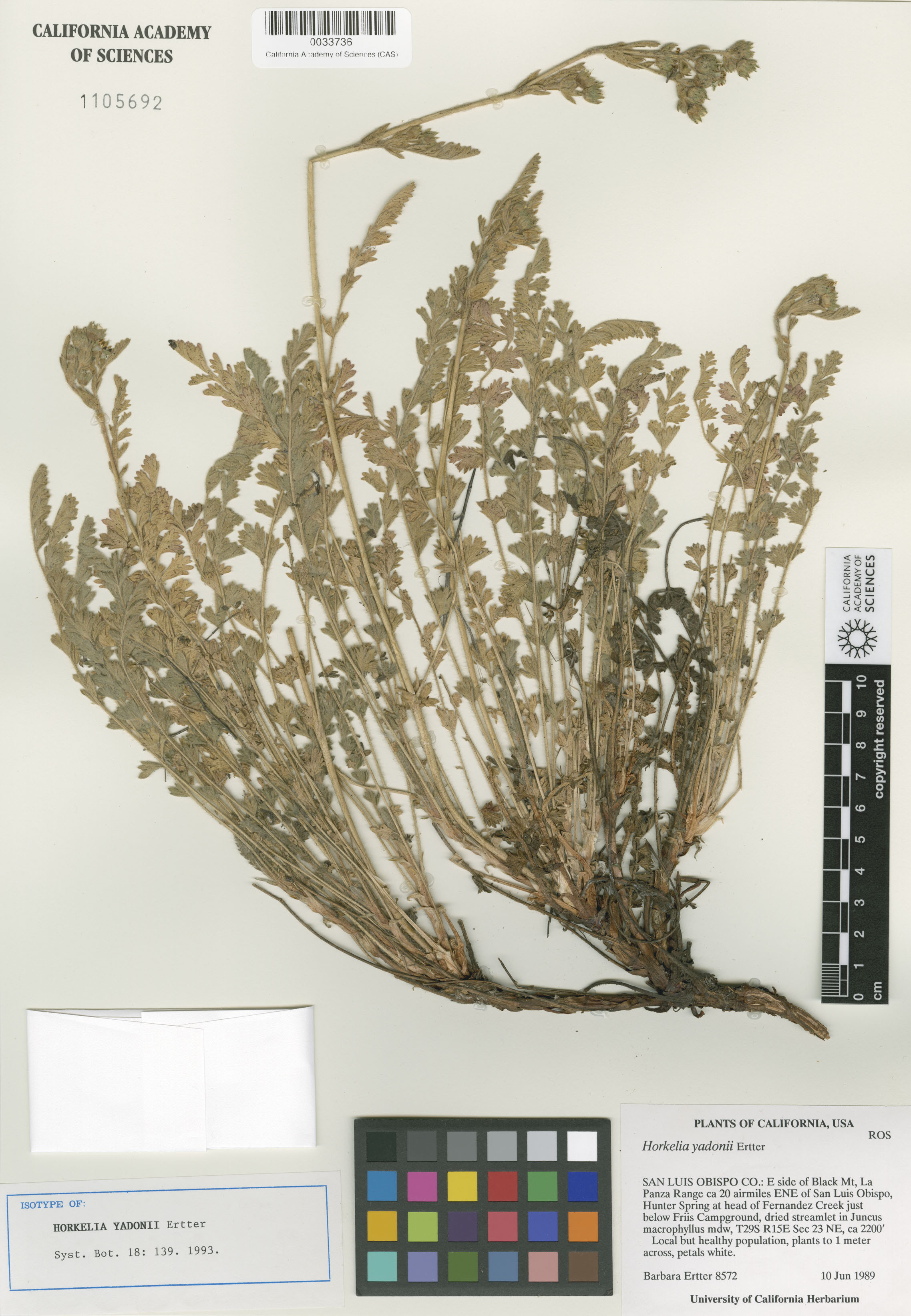 Horkelia yadonii image