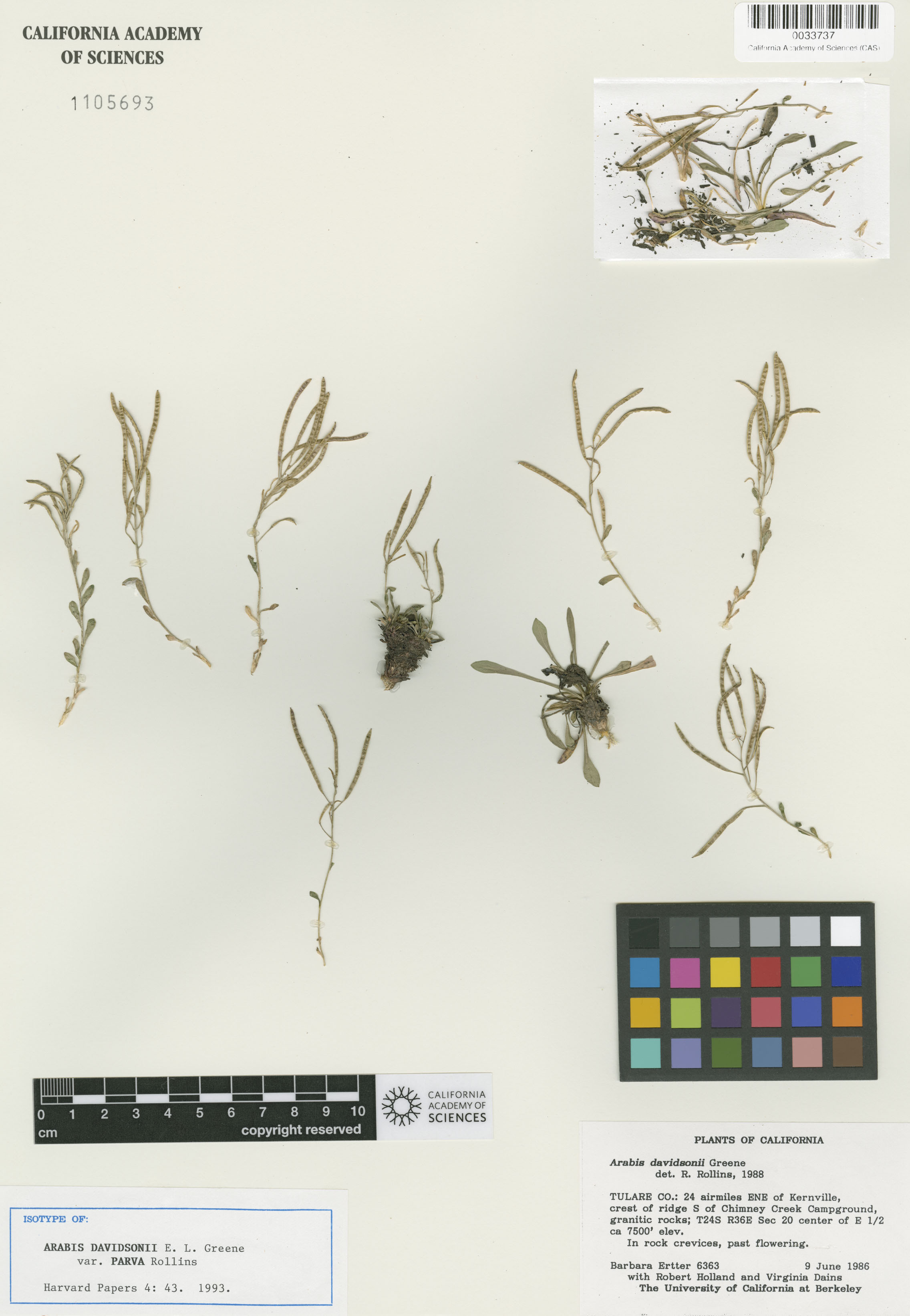 Boechera davidsonii image