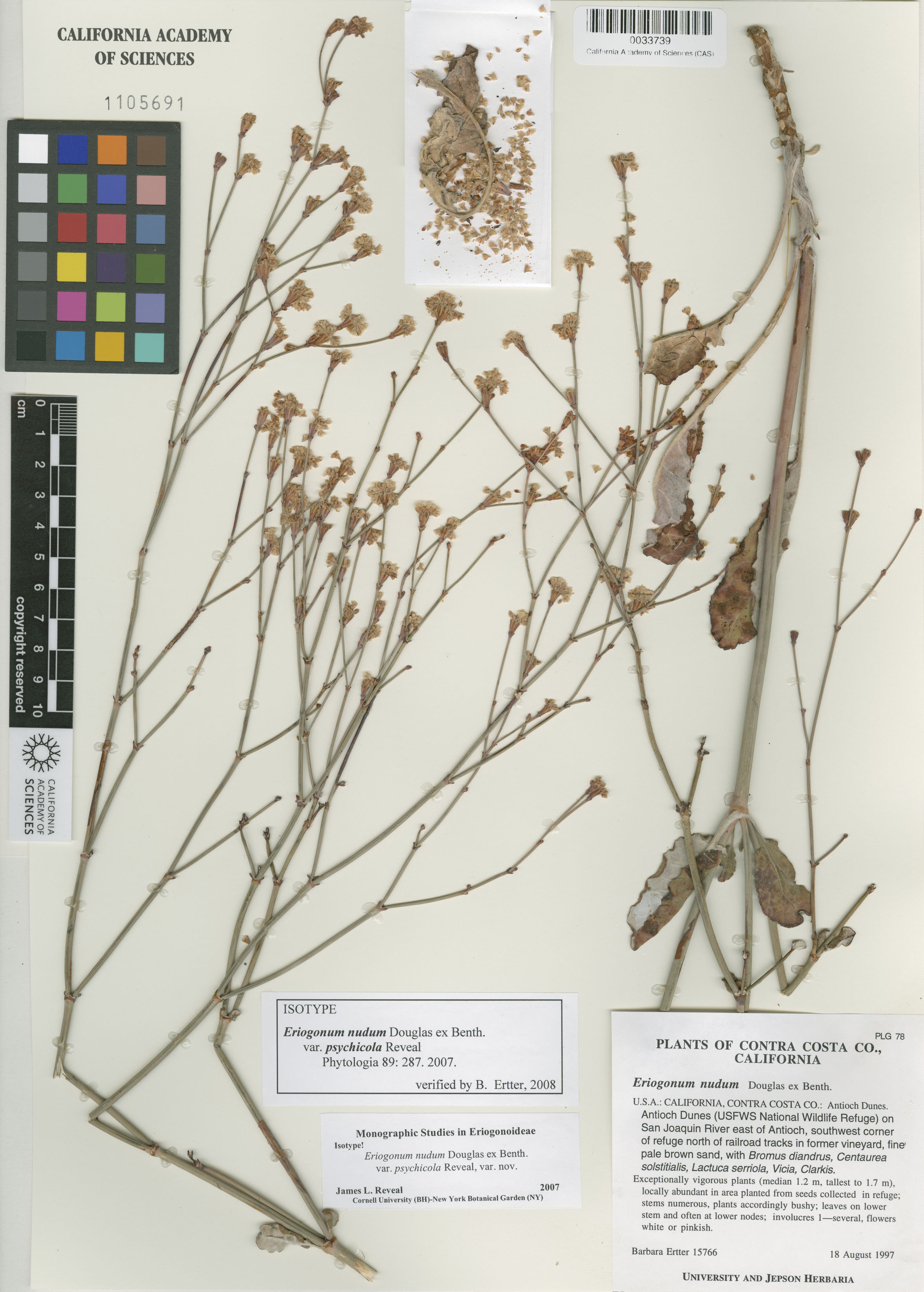 Eriogonum nudum var. psychicola image