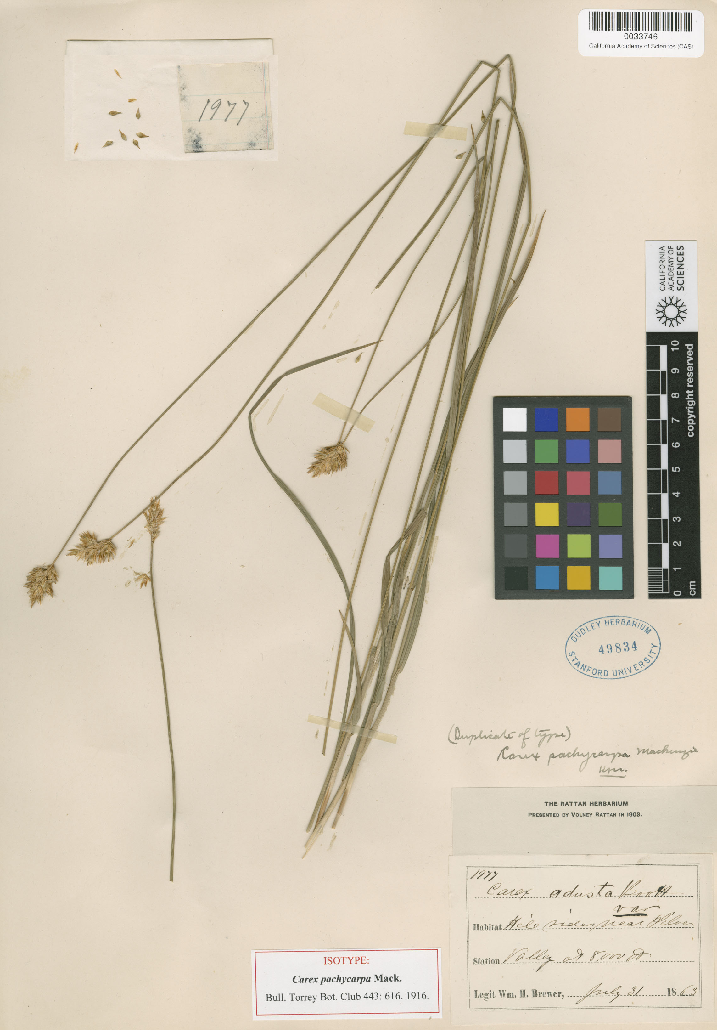 Carex multicostata image