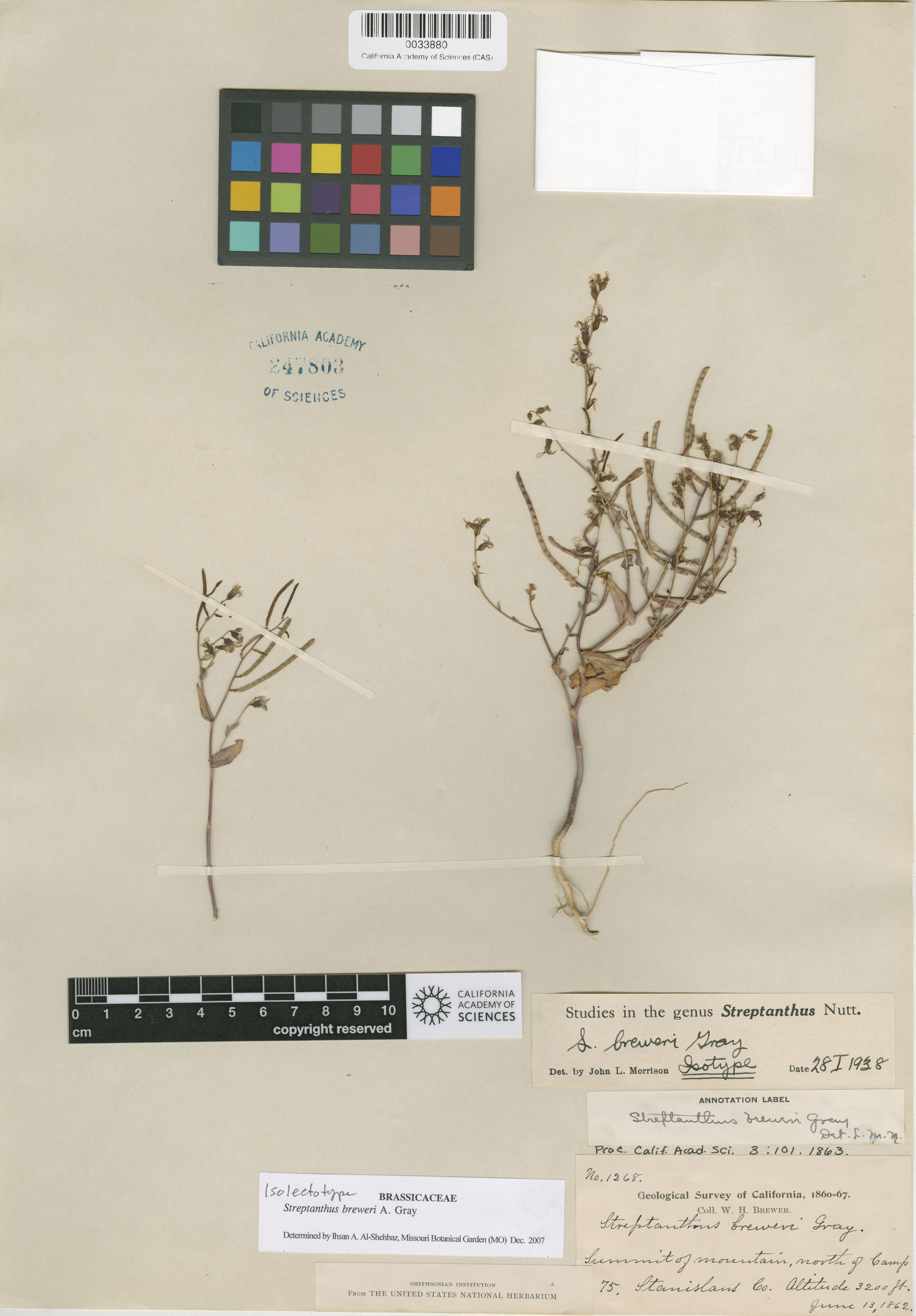 Streptanthus breweri image