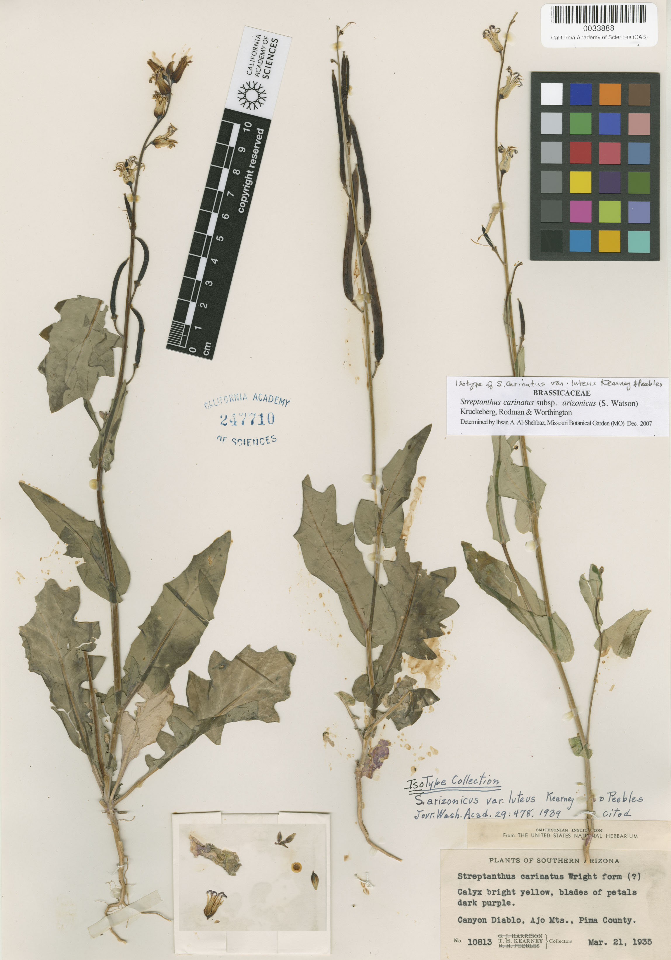 Streptanthus carinatus ssp. arizonicus image