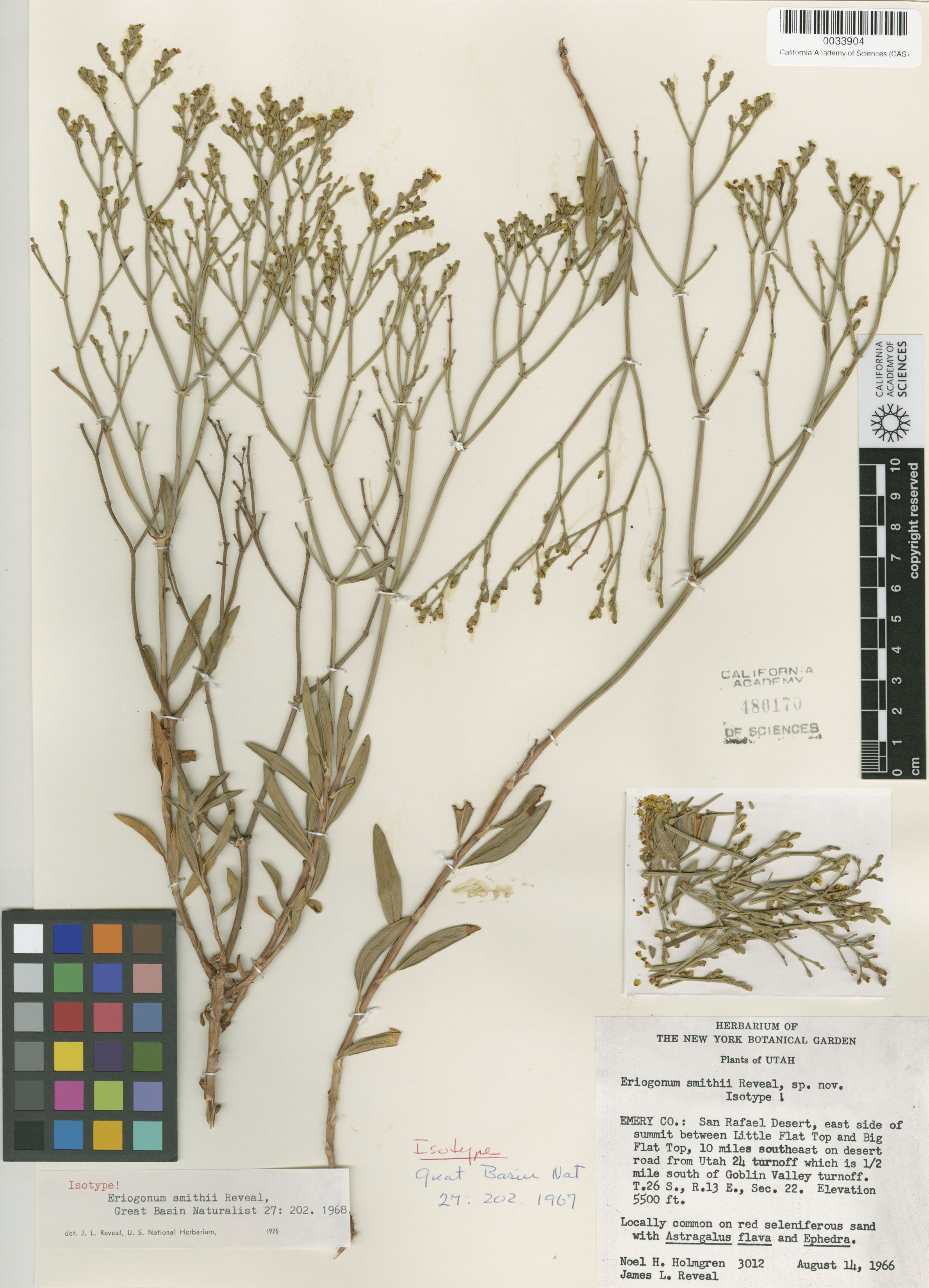 Eriogonum smithii image