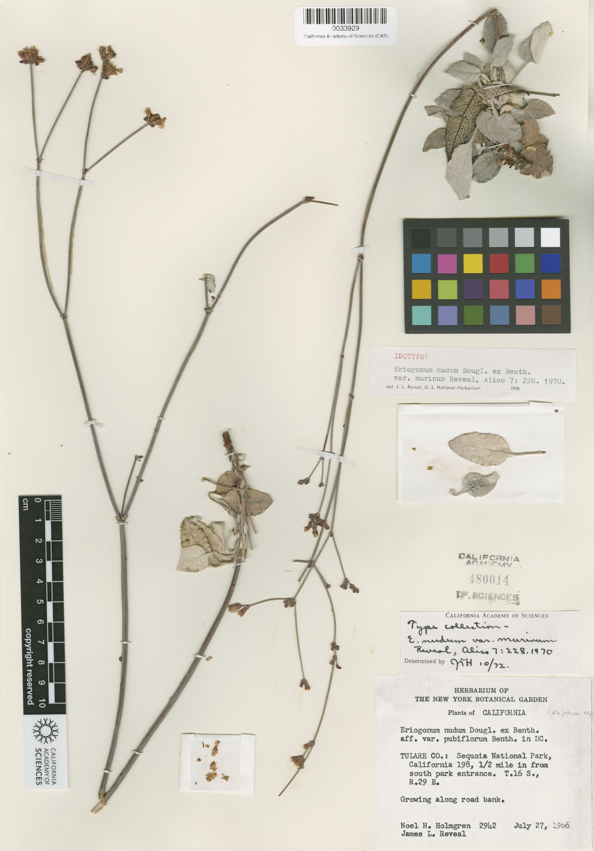 Eriogonum nudum var. murinum image