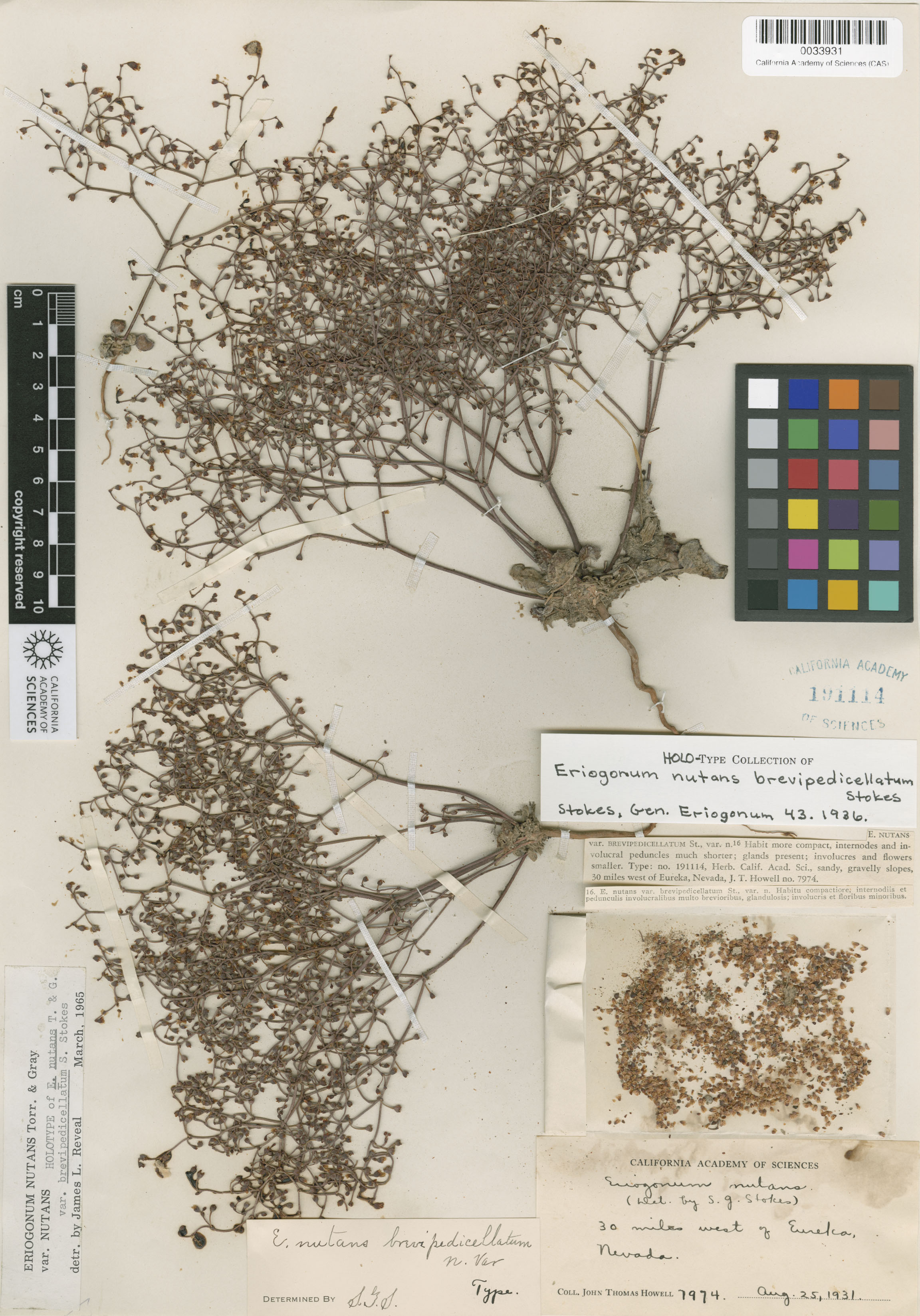Eriogonum nutans var. nutans image