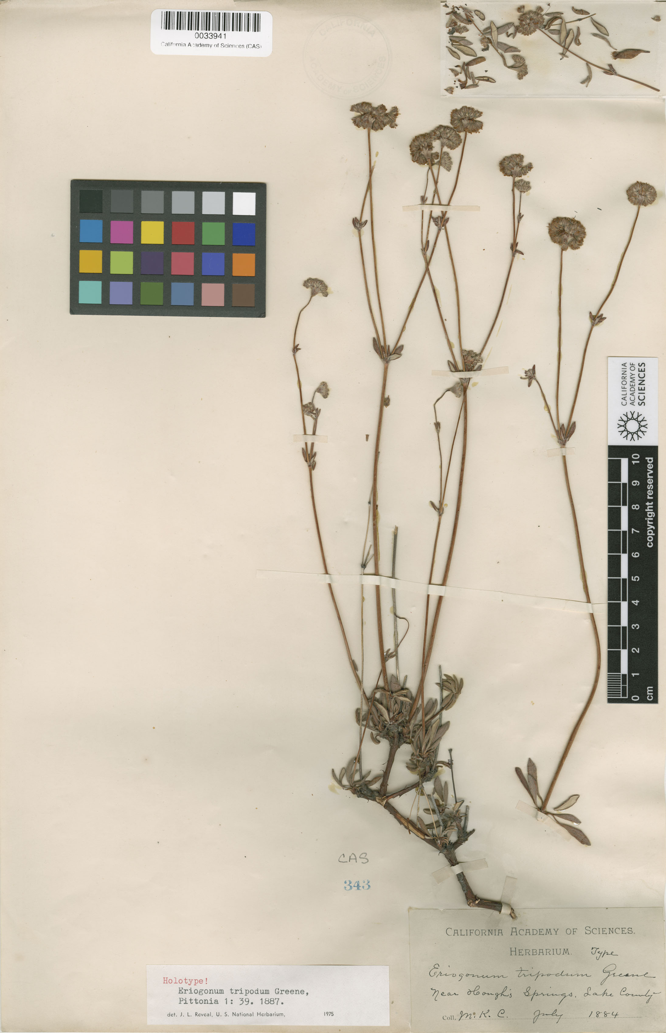 Eriogonum tripodum image