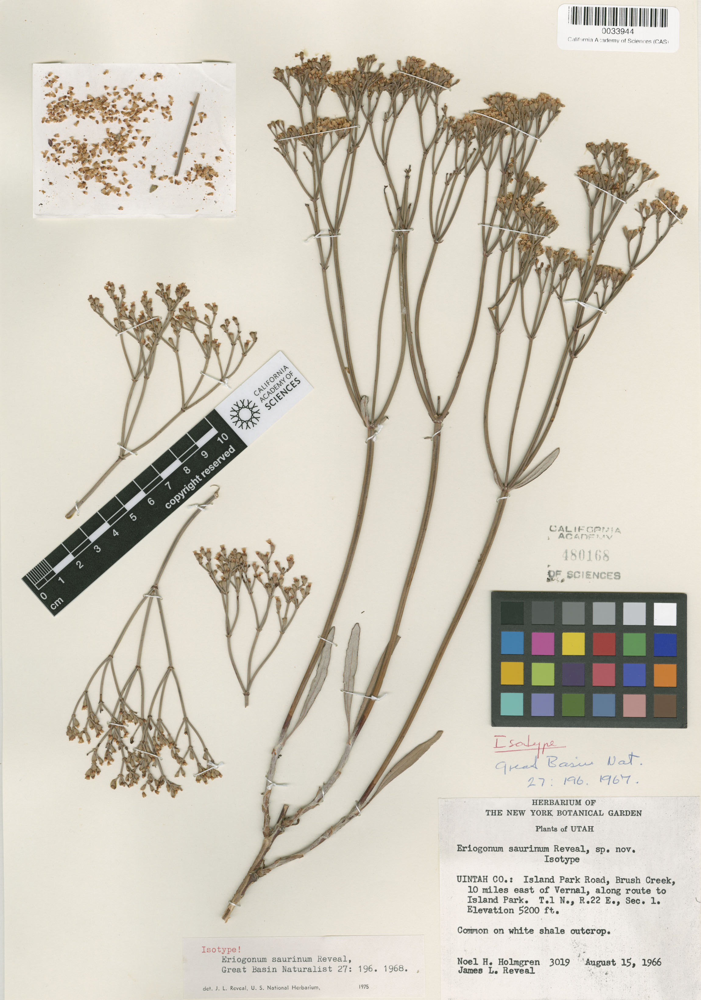 Eriogonum lonchophyllum image
